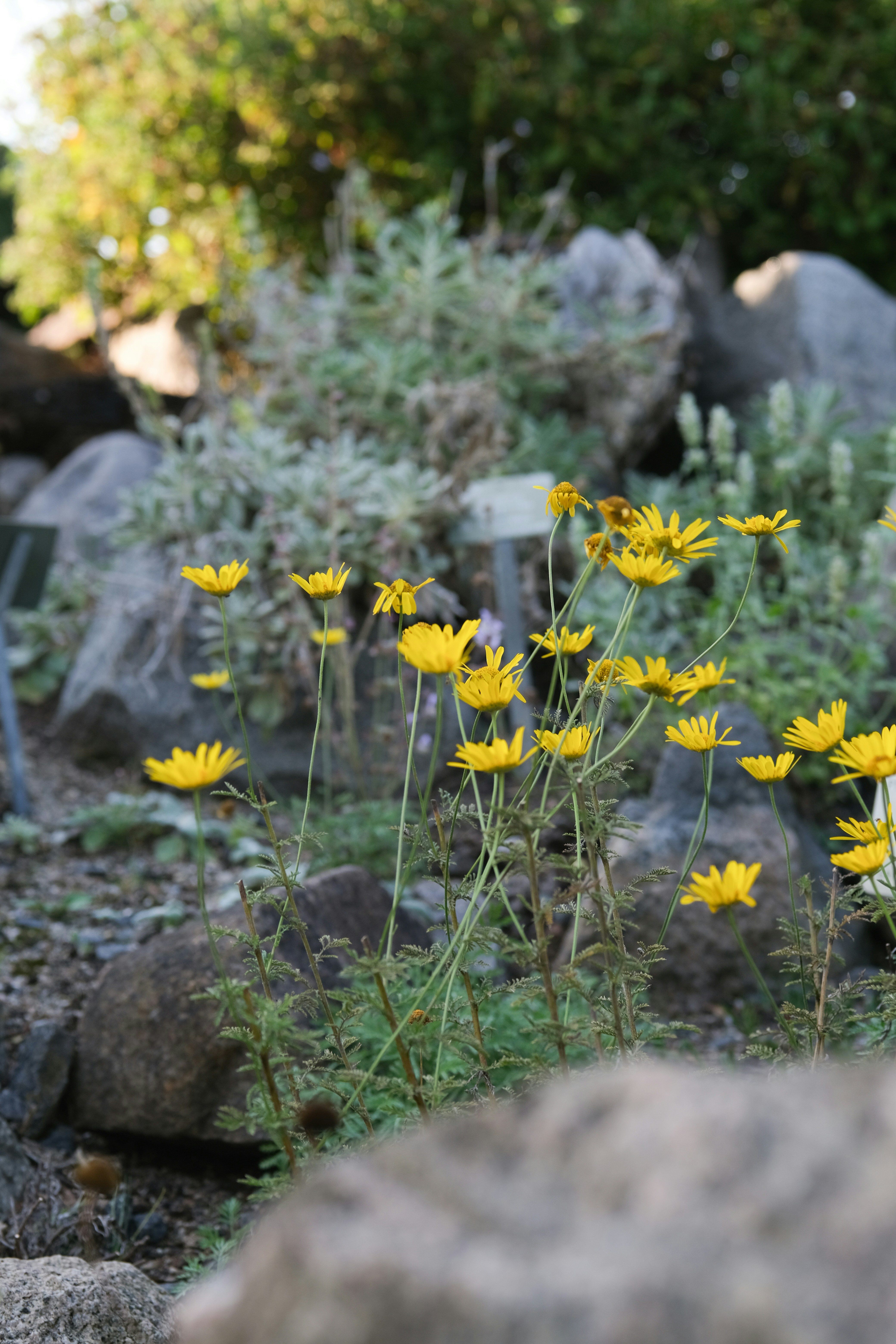 Fiori selvatici gialli sbocciano tra rocce e fogliame