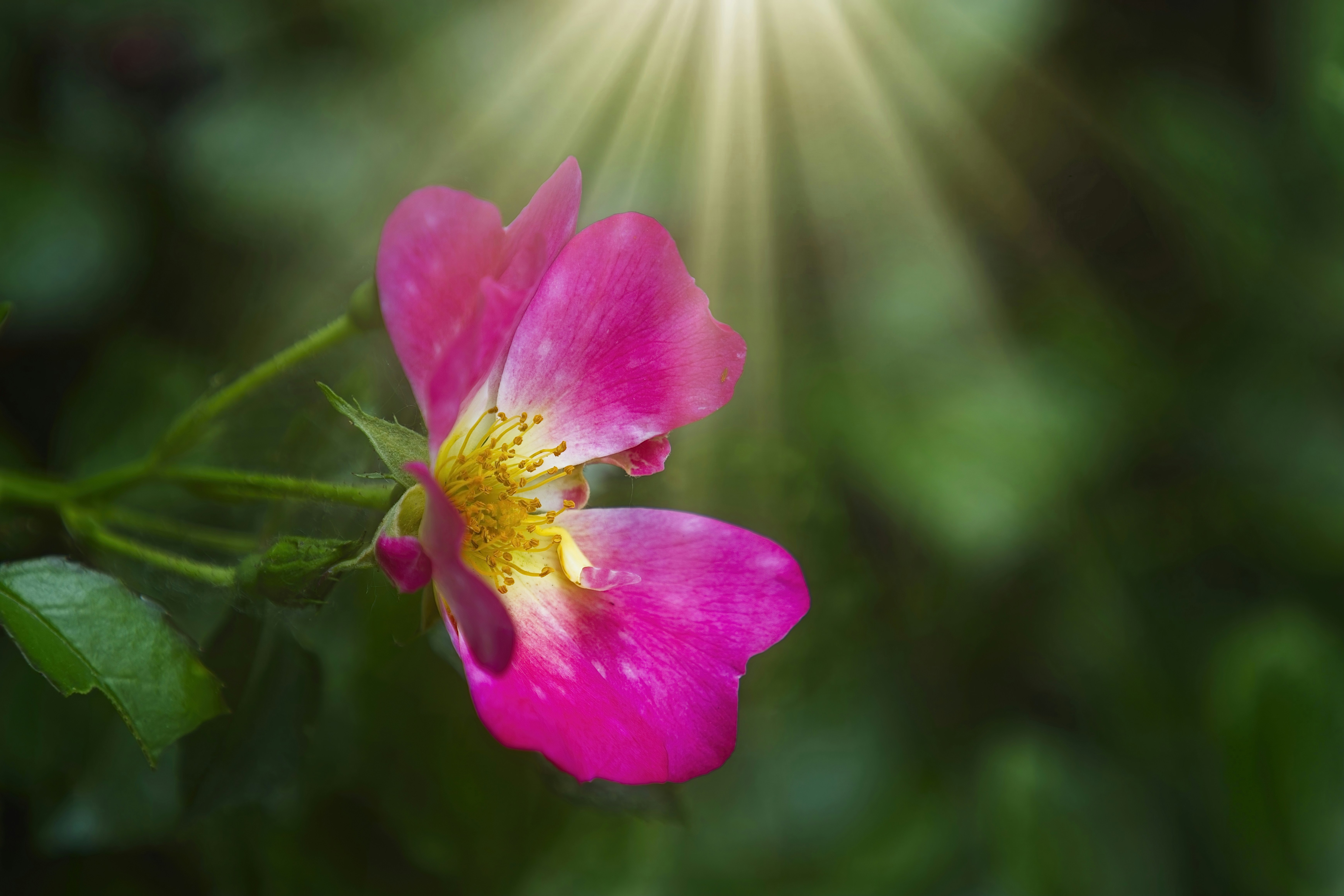 A pink flower with yellow center under sunlight.