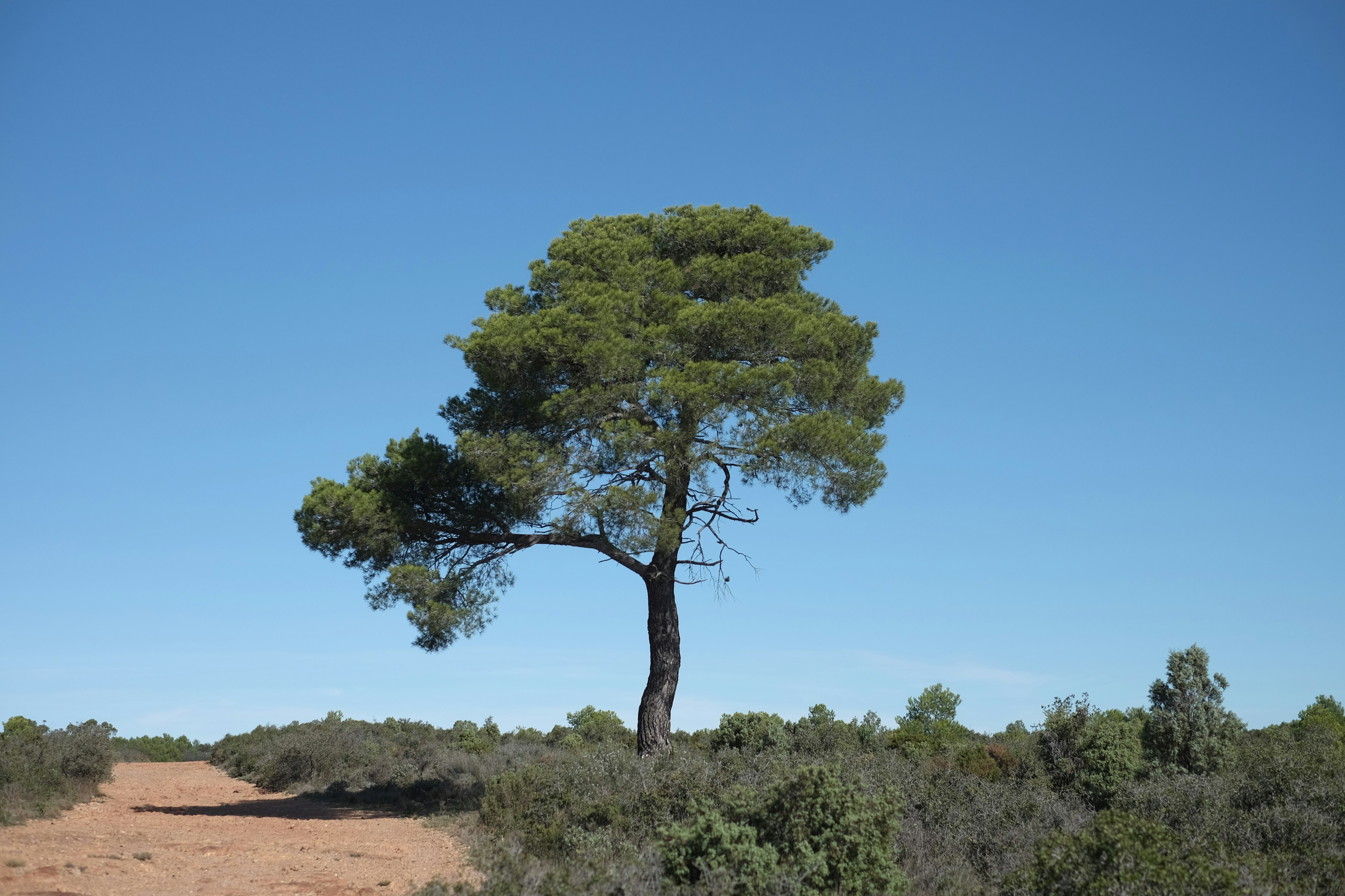 Photo by jonasgarcia