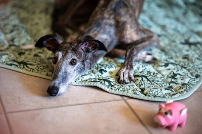 A brindle greyhound rests on a patterned blanket.