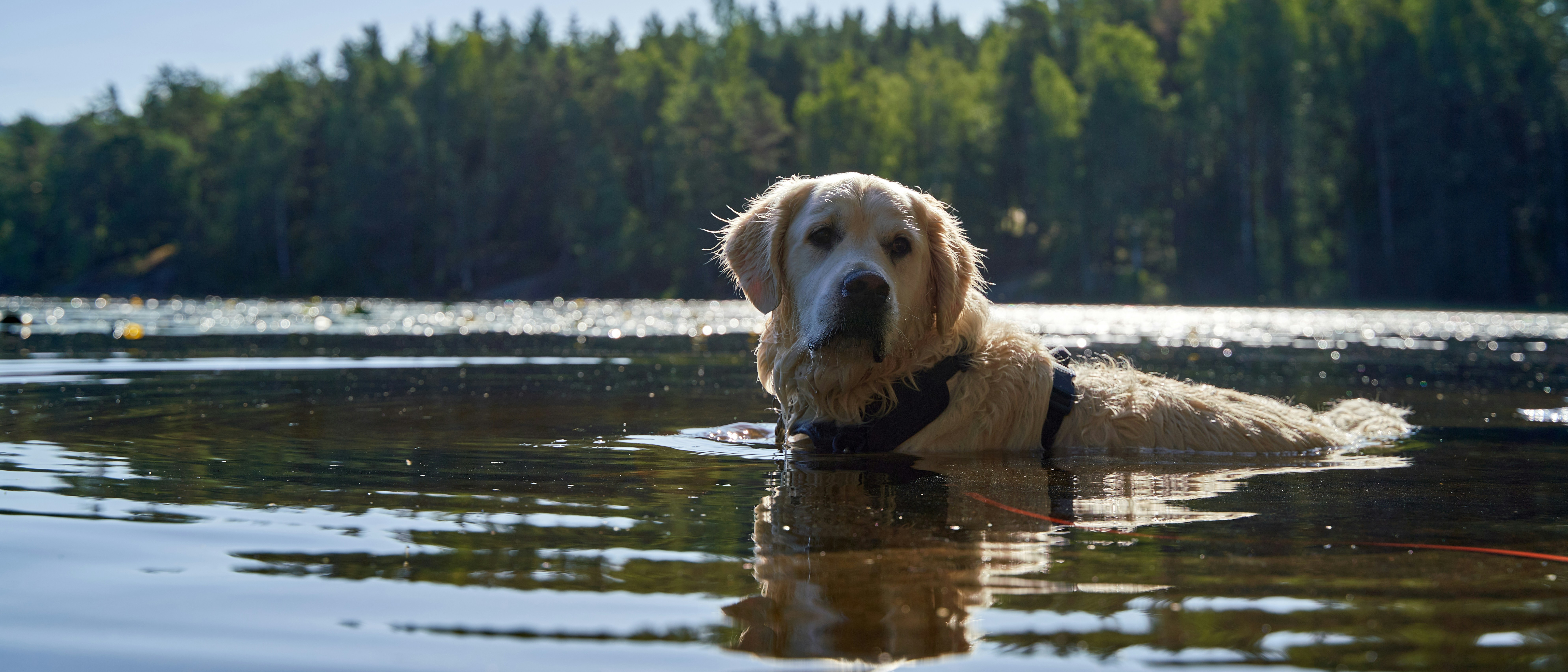 Photo by davotibarna