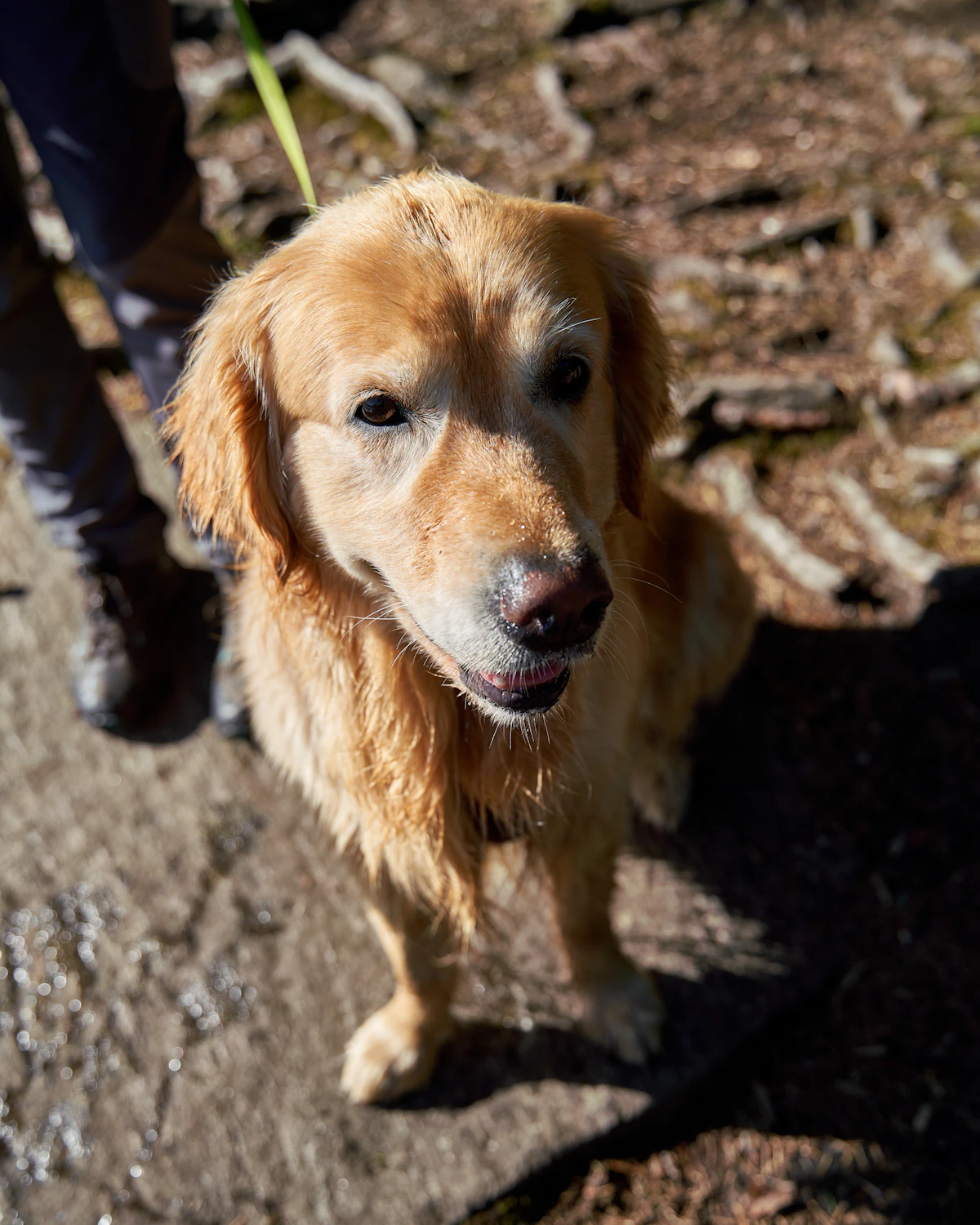 Golden retriever sitting closely with its owner outdoors during a morning walk