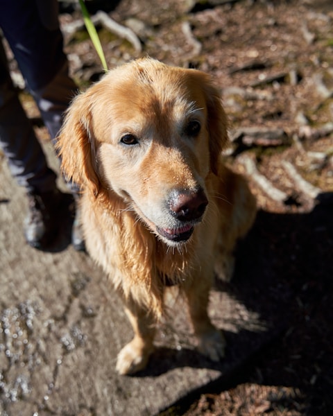 Loose Lead Walking: 7 Proven Tips for Enjoyable Walks
