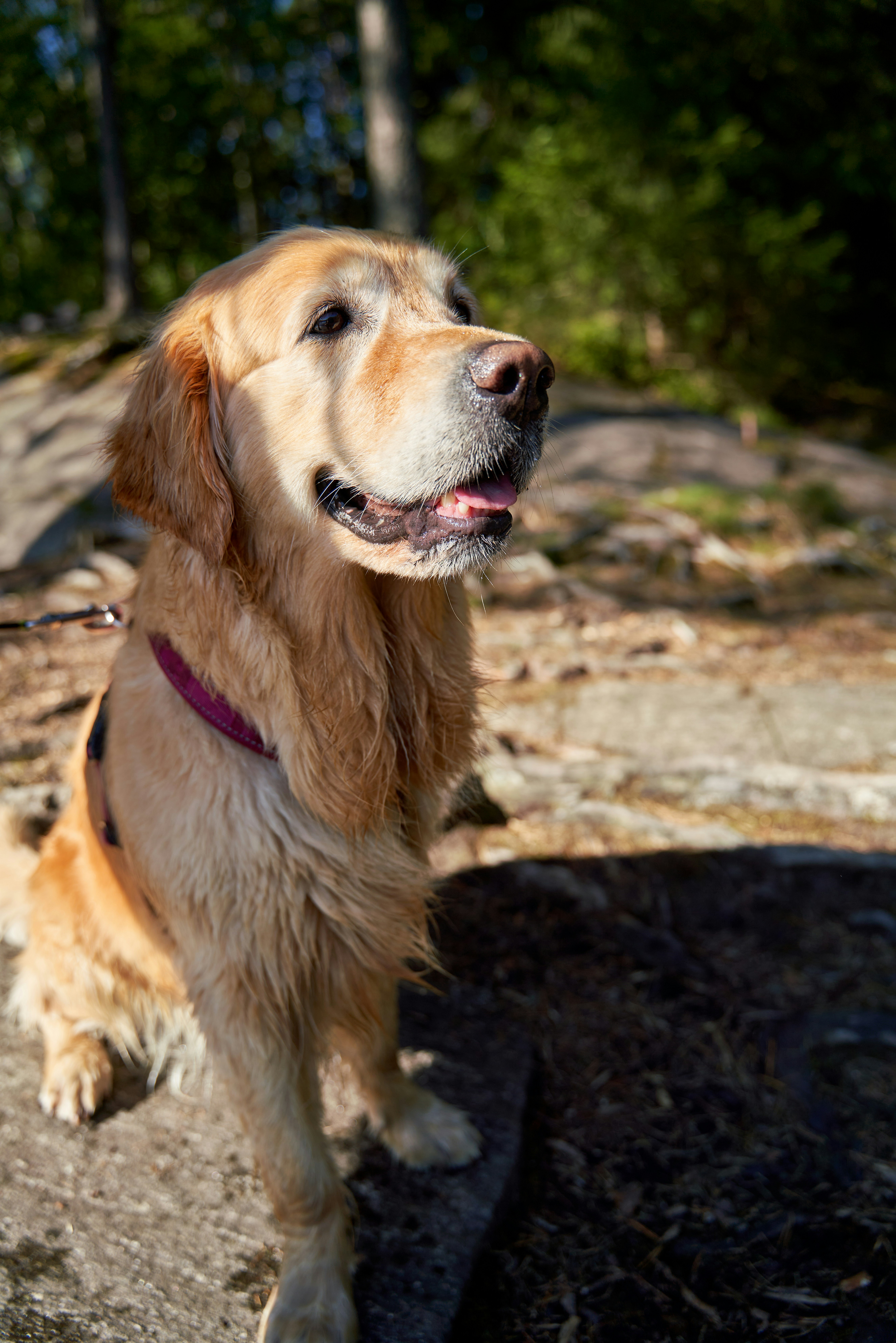 Golden retriever dog sitting on rocks outdoors