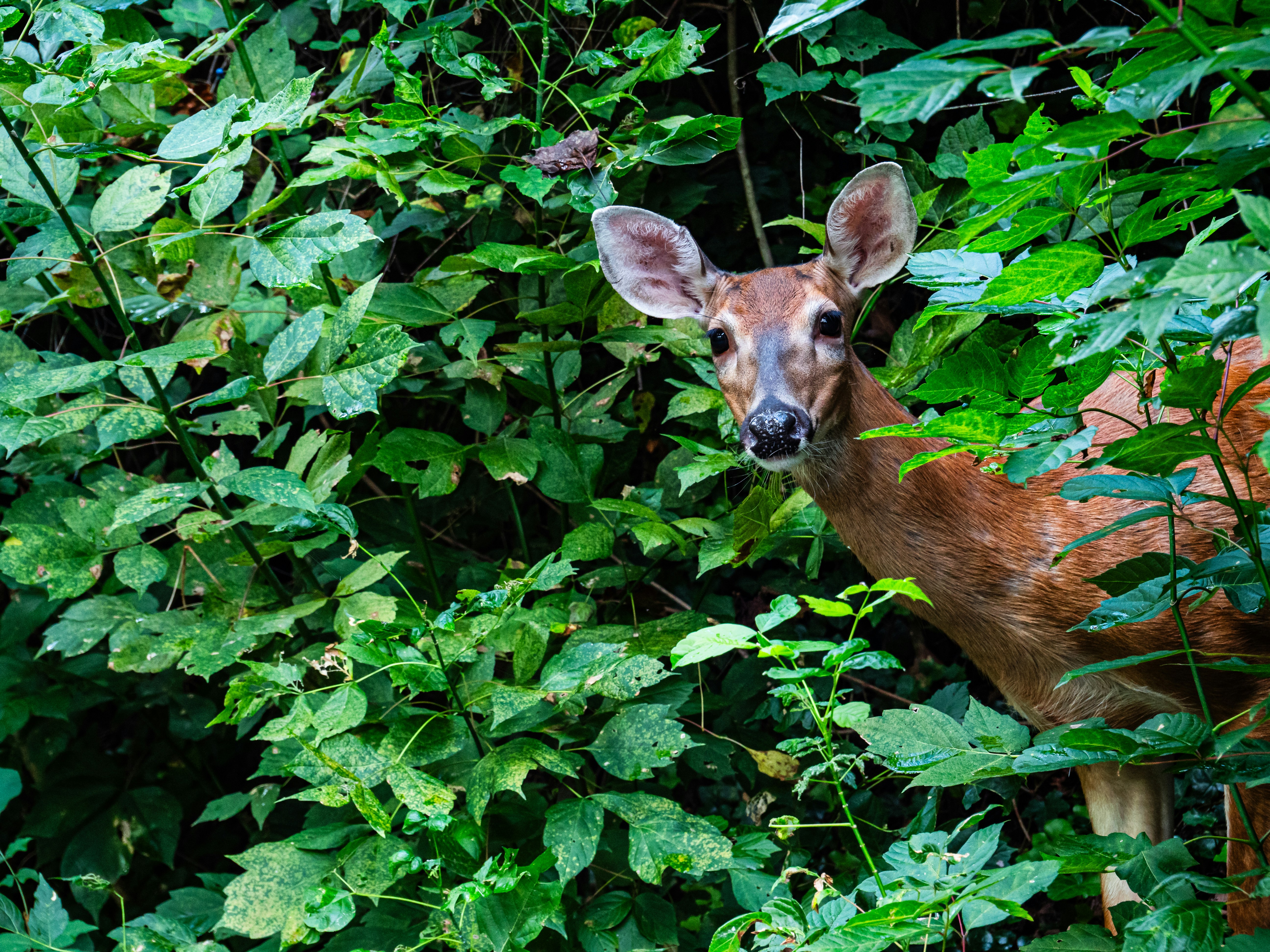 Photo by sschusterphotoart