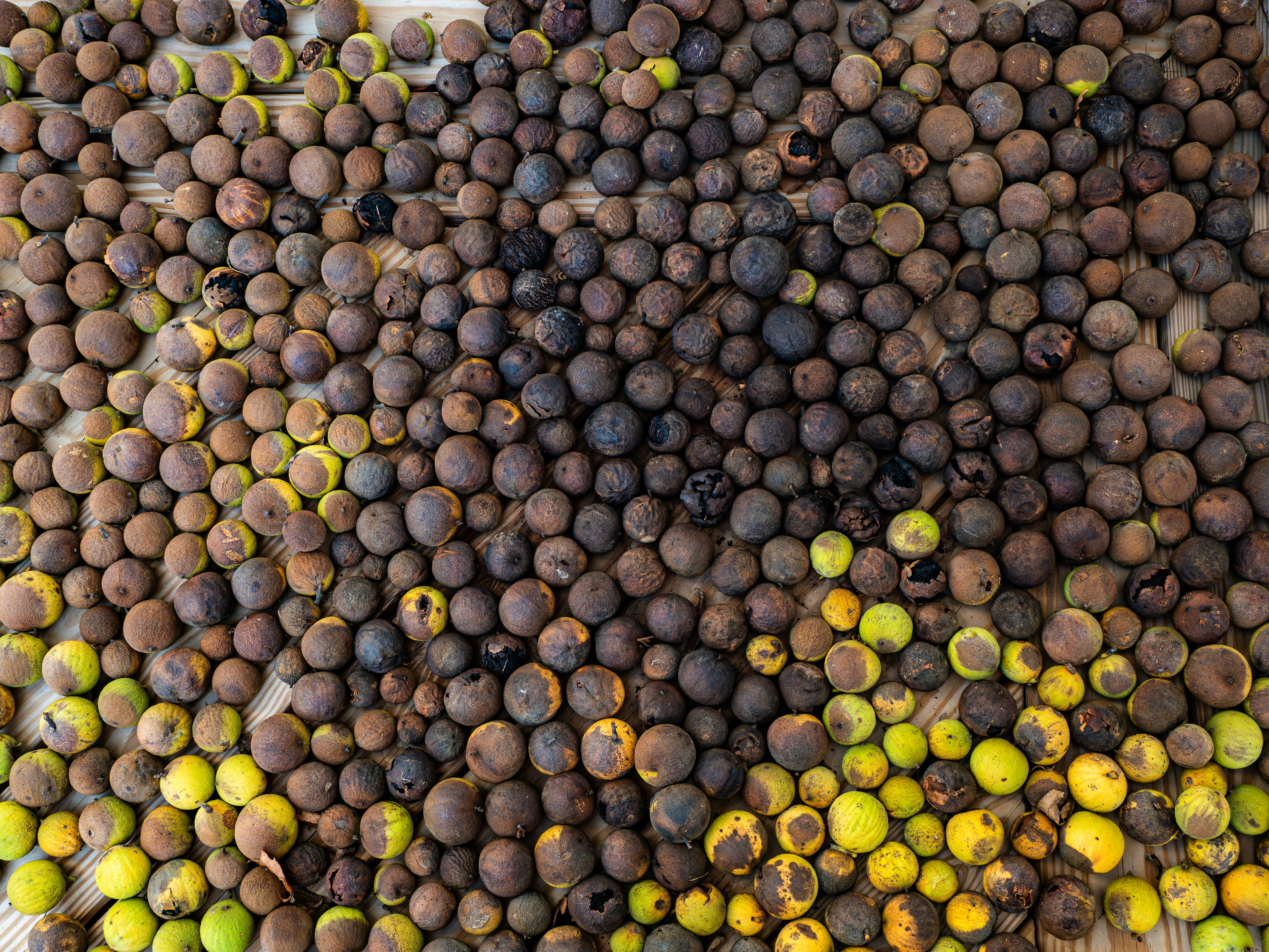 Photo by sschusterphotoart