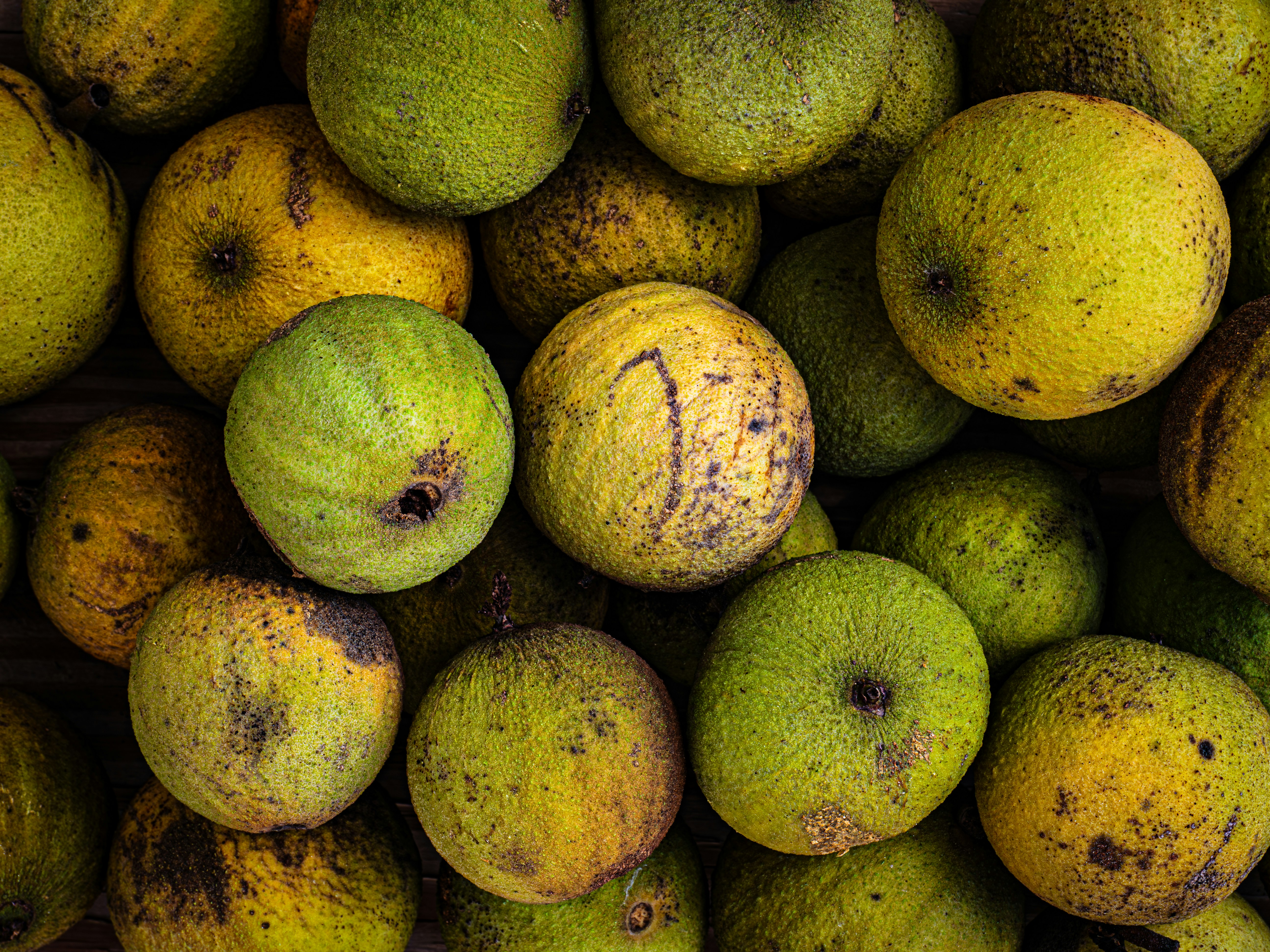 Green Black walnut fruits