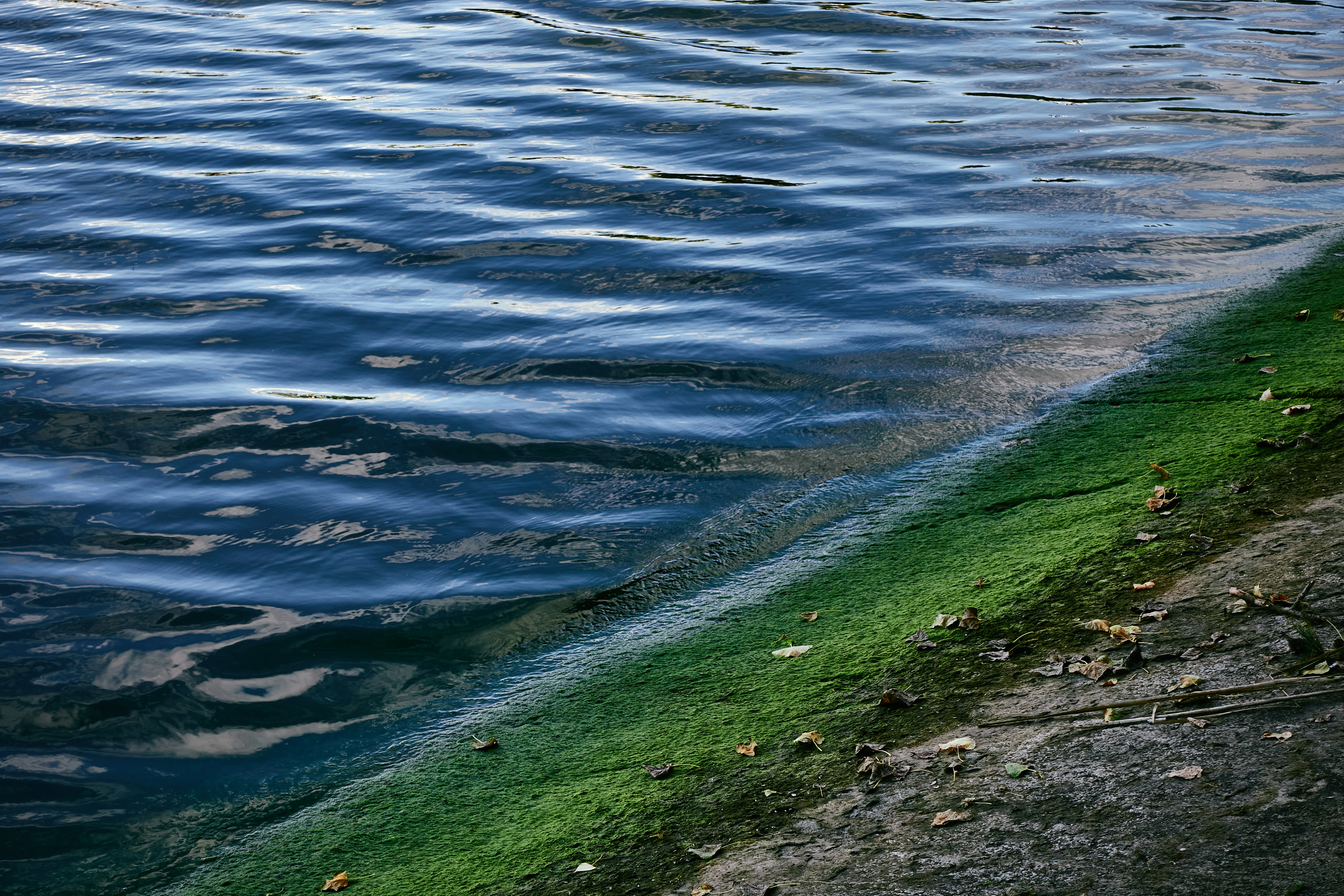 Avenues of Lakeshore Greenspace