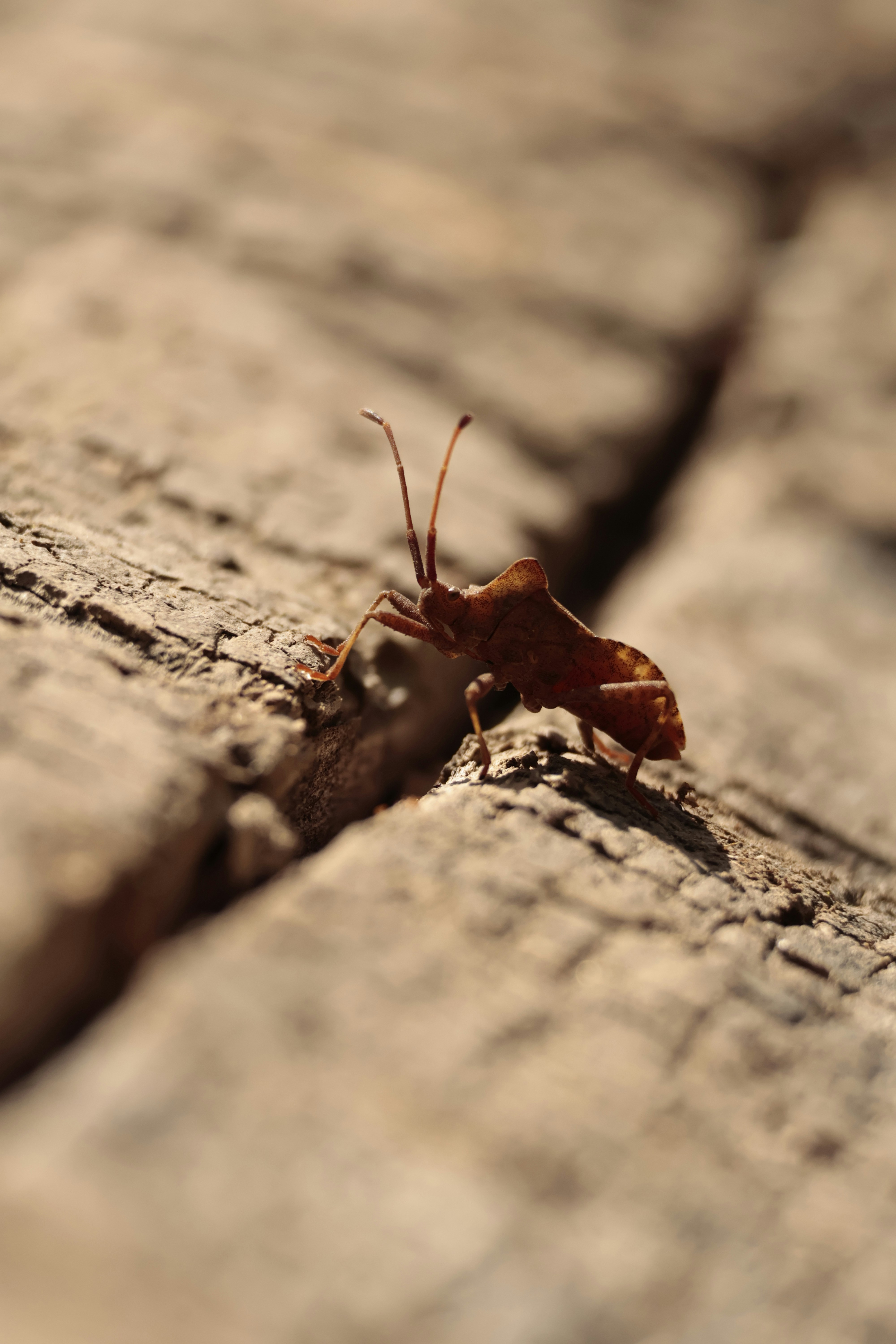 Photo by burakemrecr