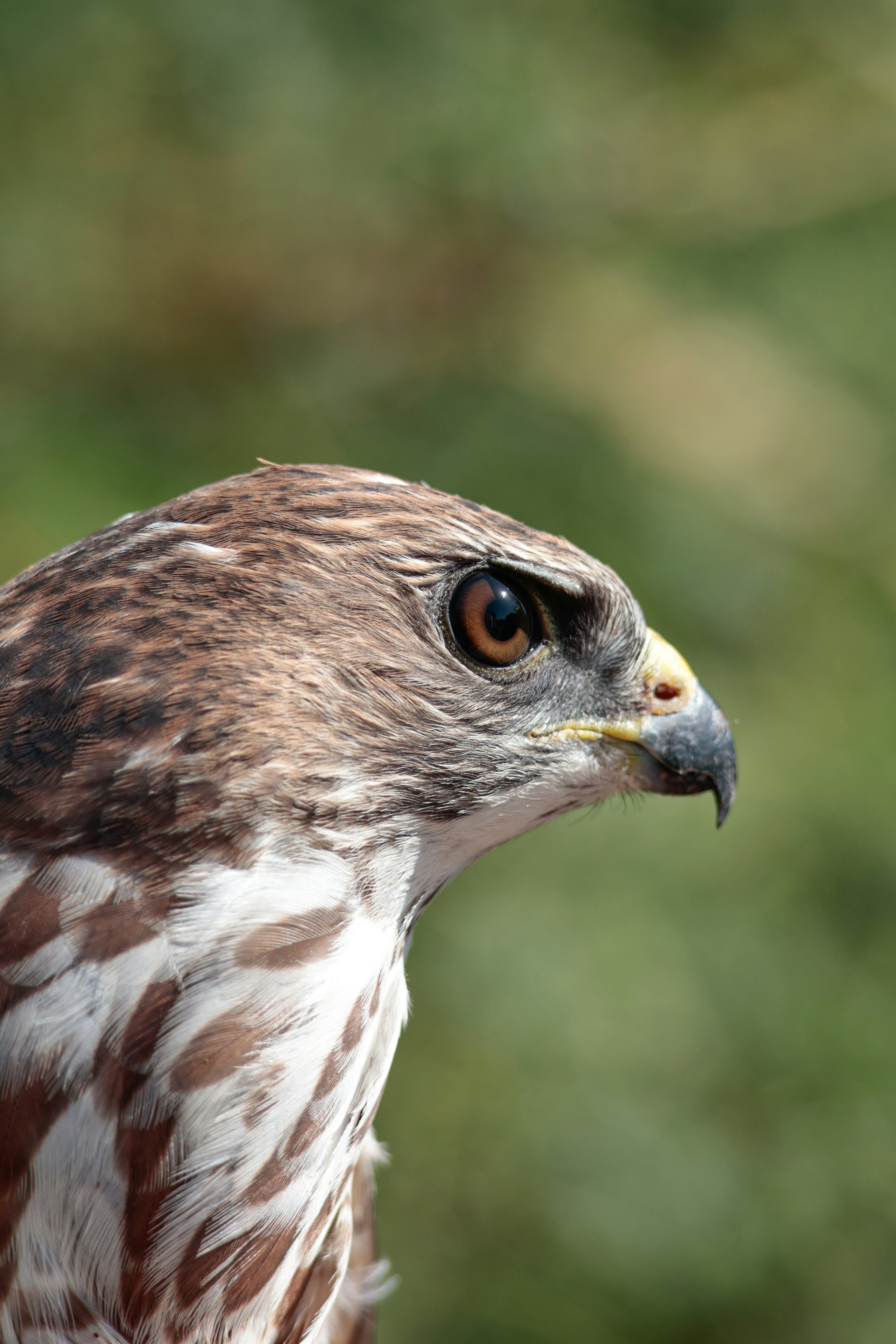 Photo by burakemrecr