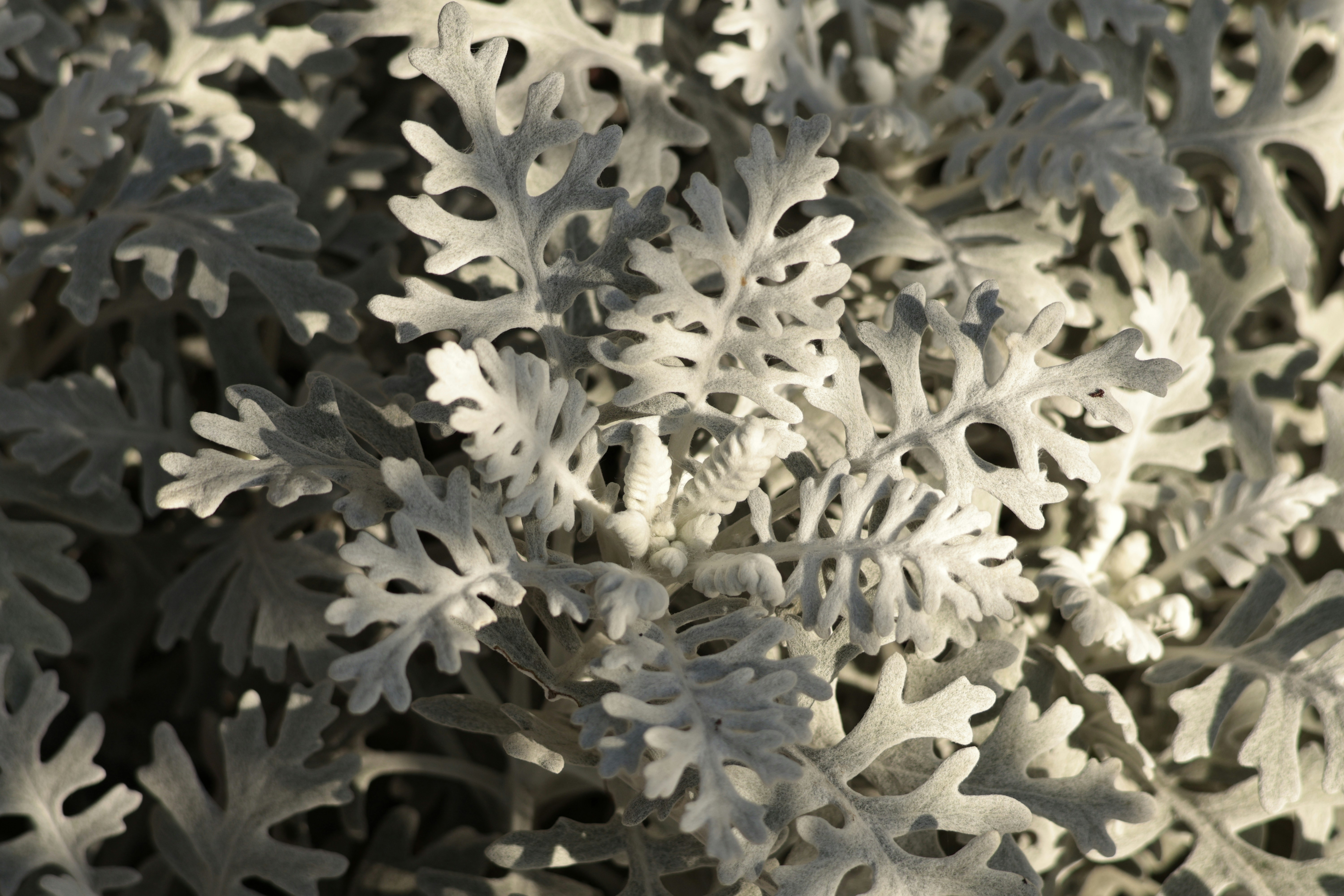 Photo by burakemrecr