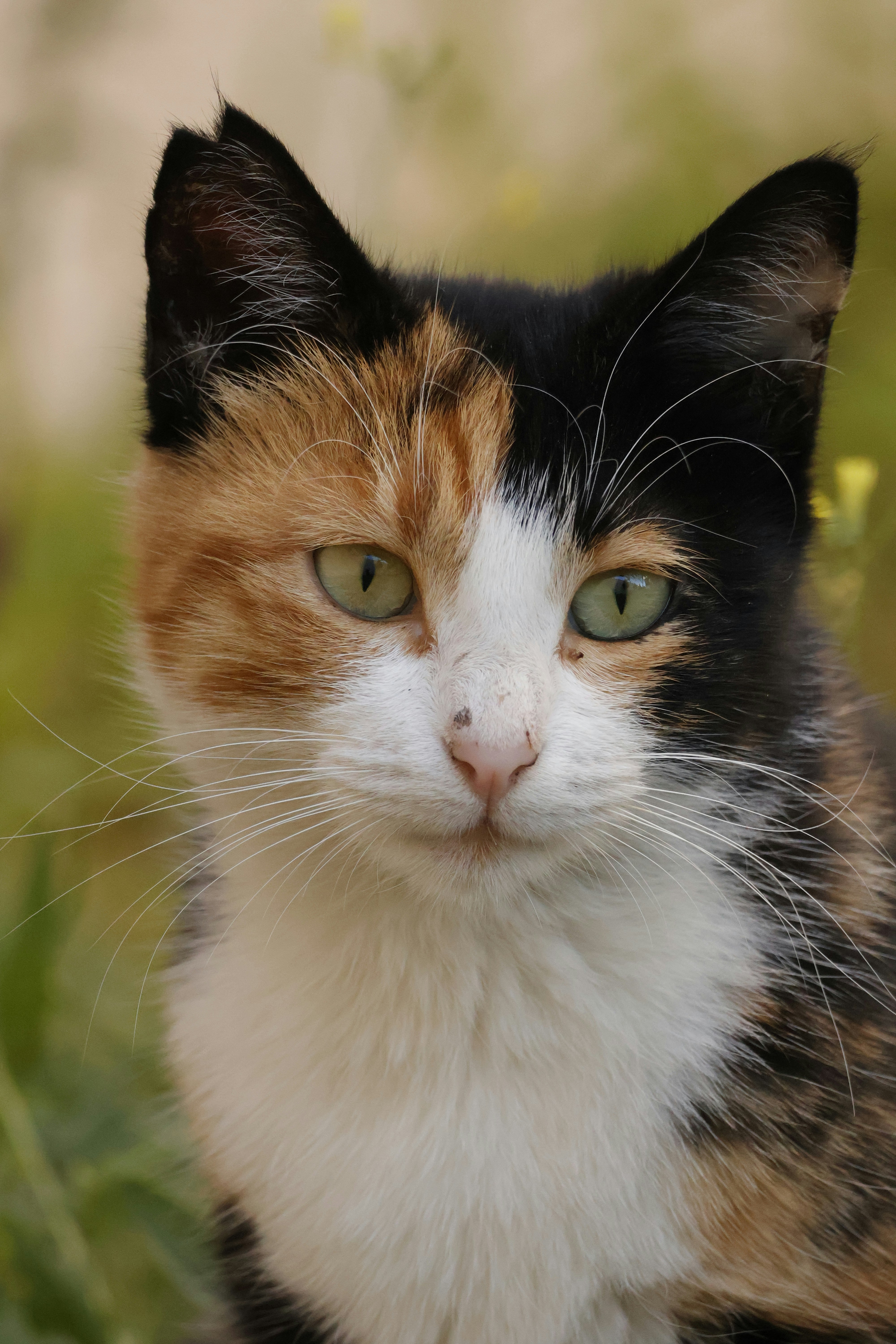 Photo by burakemrecr