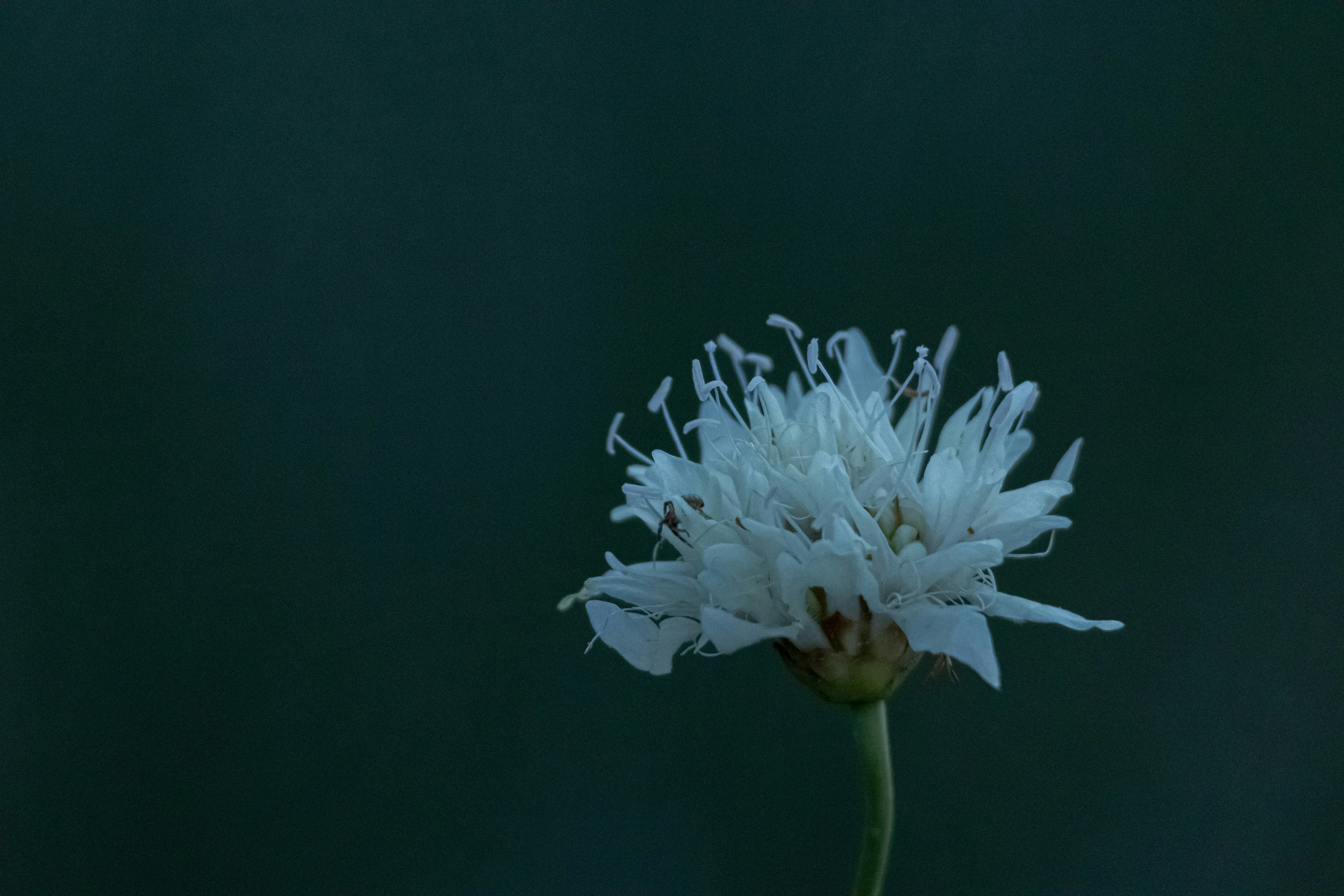 Photo by burakemrecr