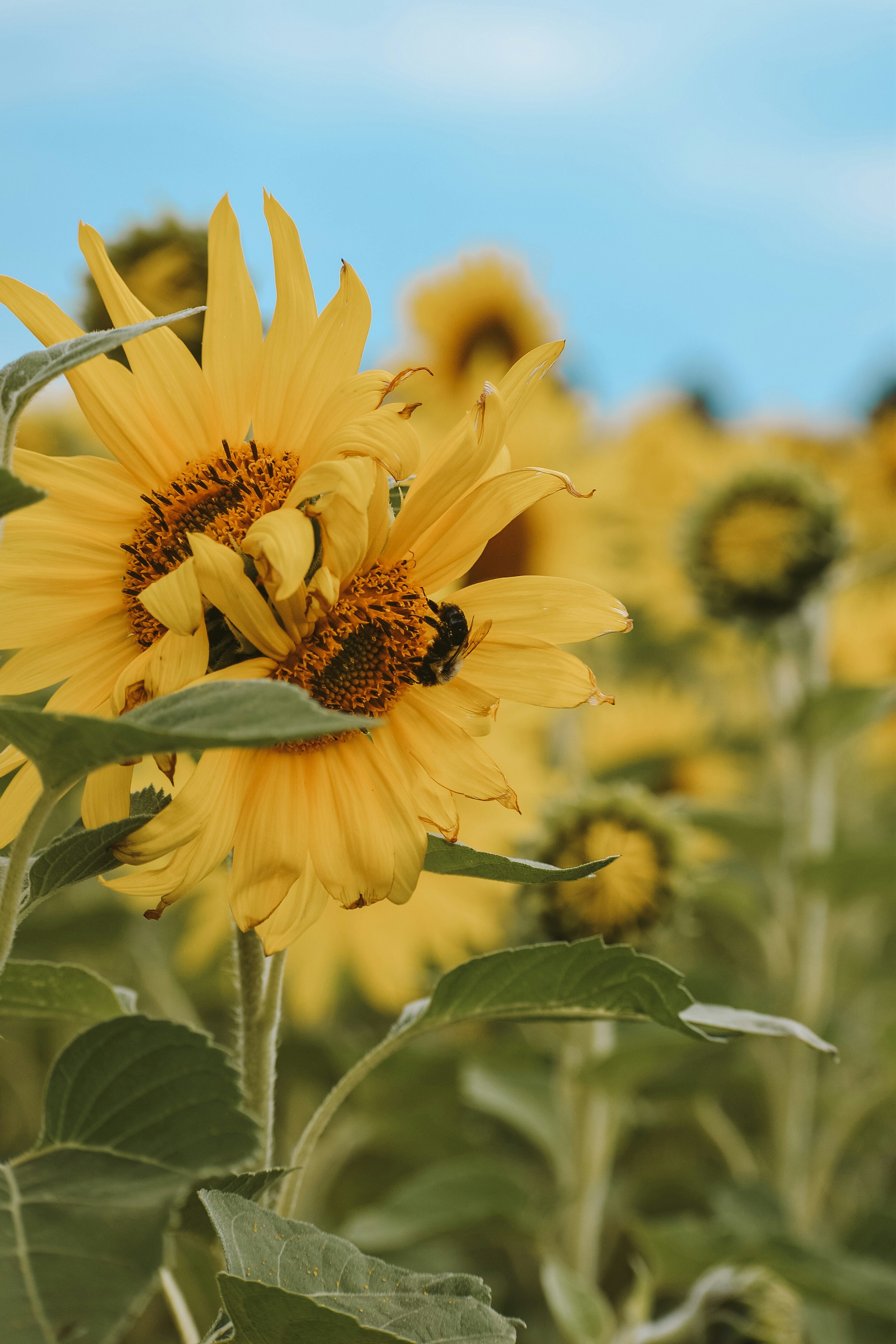 Bee collecting pollen from a sunflower field.