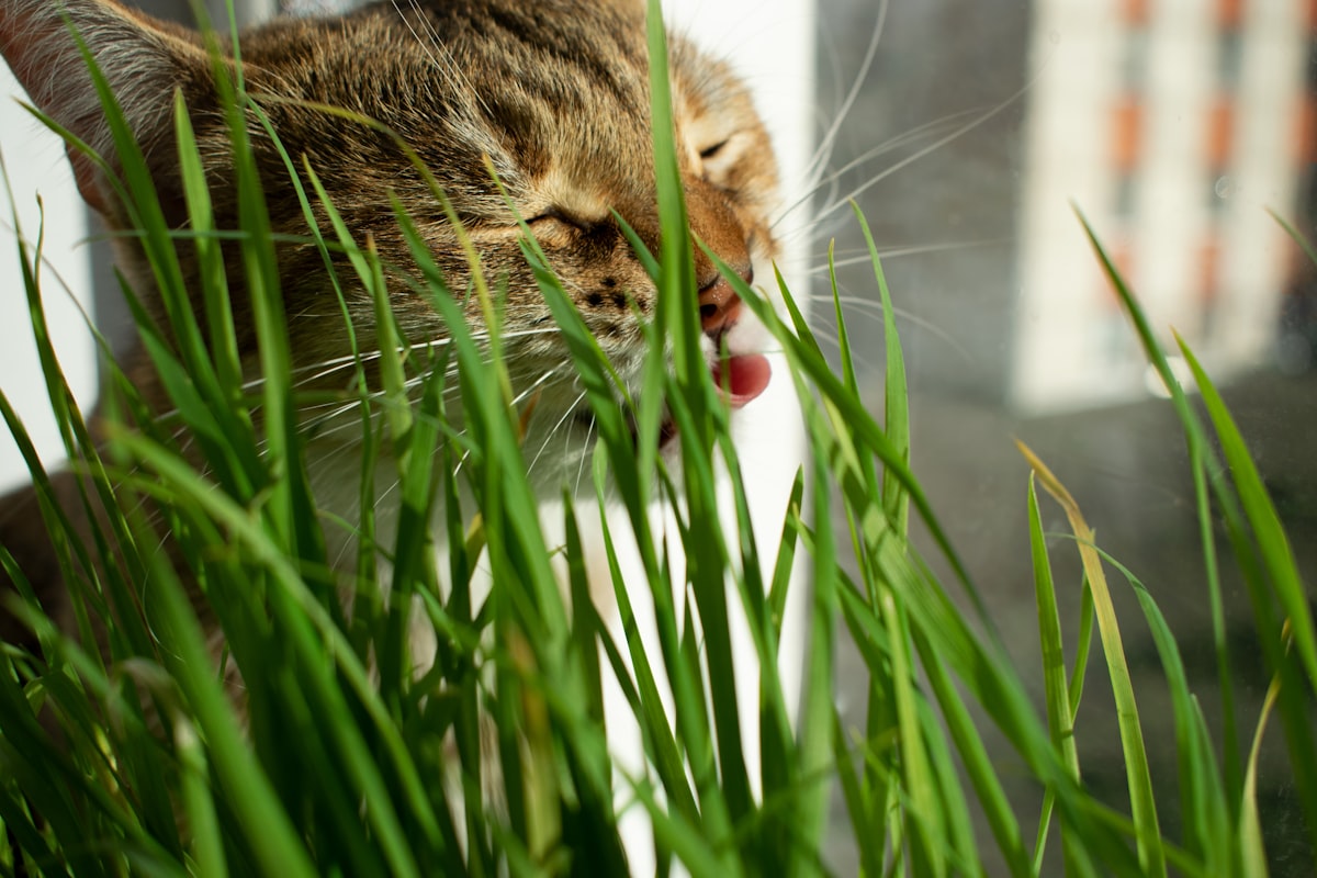 Gato atigrado comiendo hierba verde fresca en el alféizar de una ventana