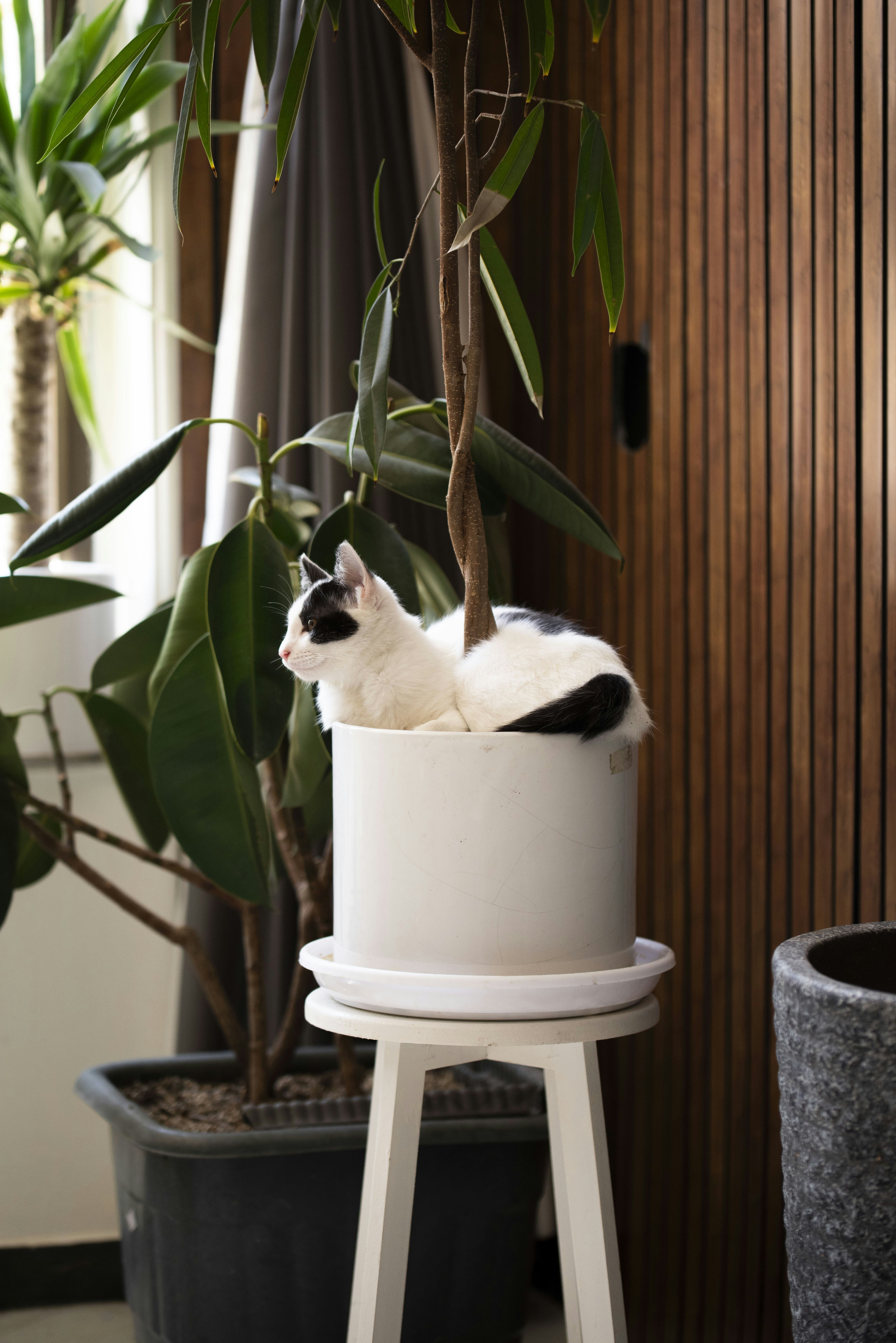 A multi-level luxury cat tree with scratching posts