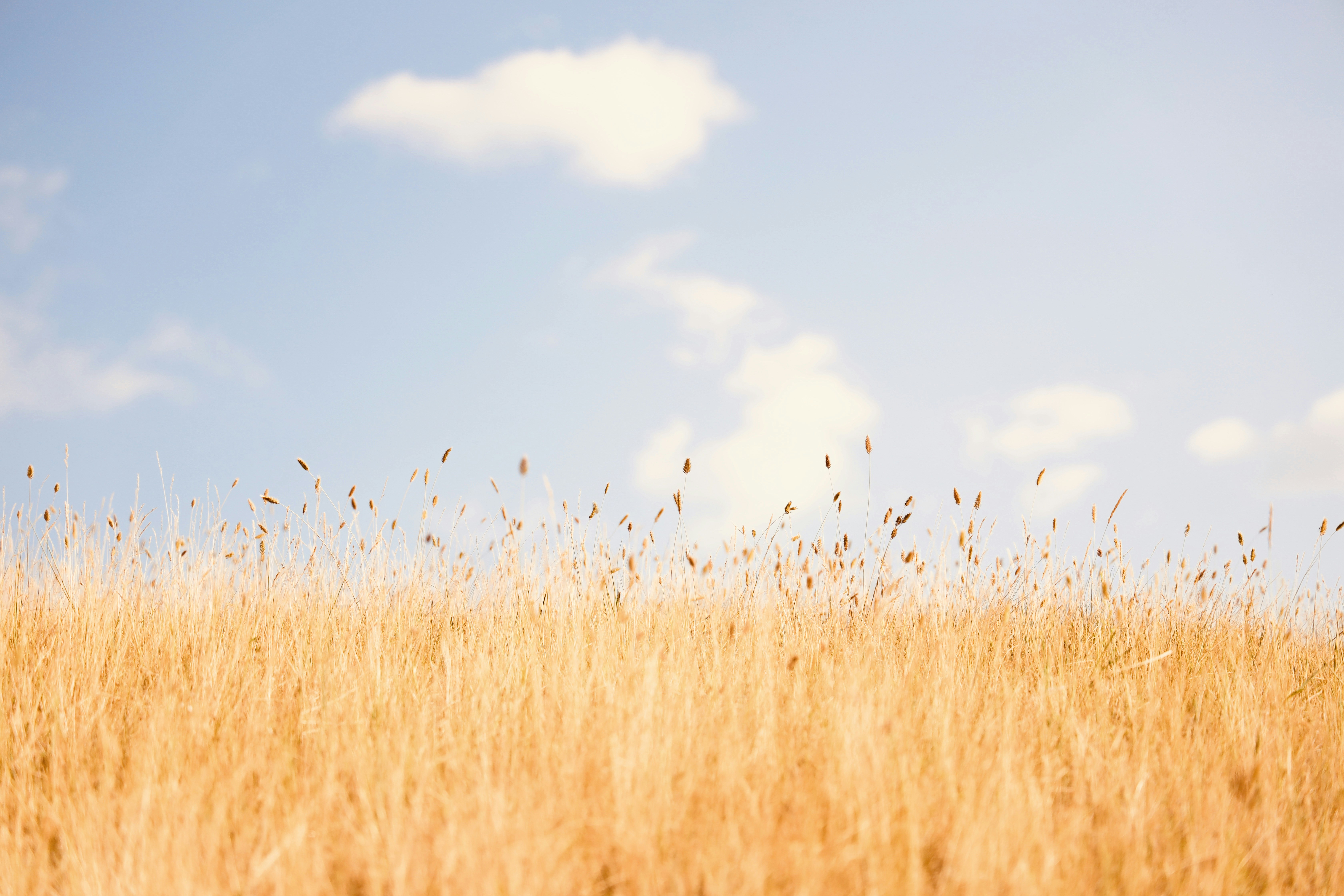 Golden Harvest Under Blue Cloudy Sky Stock Photo 292819631 | Shutterstock, image size:3000x2000