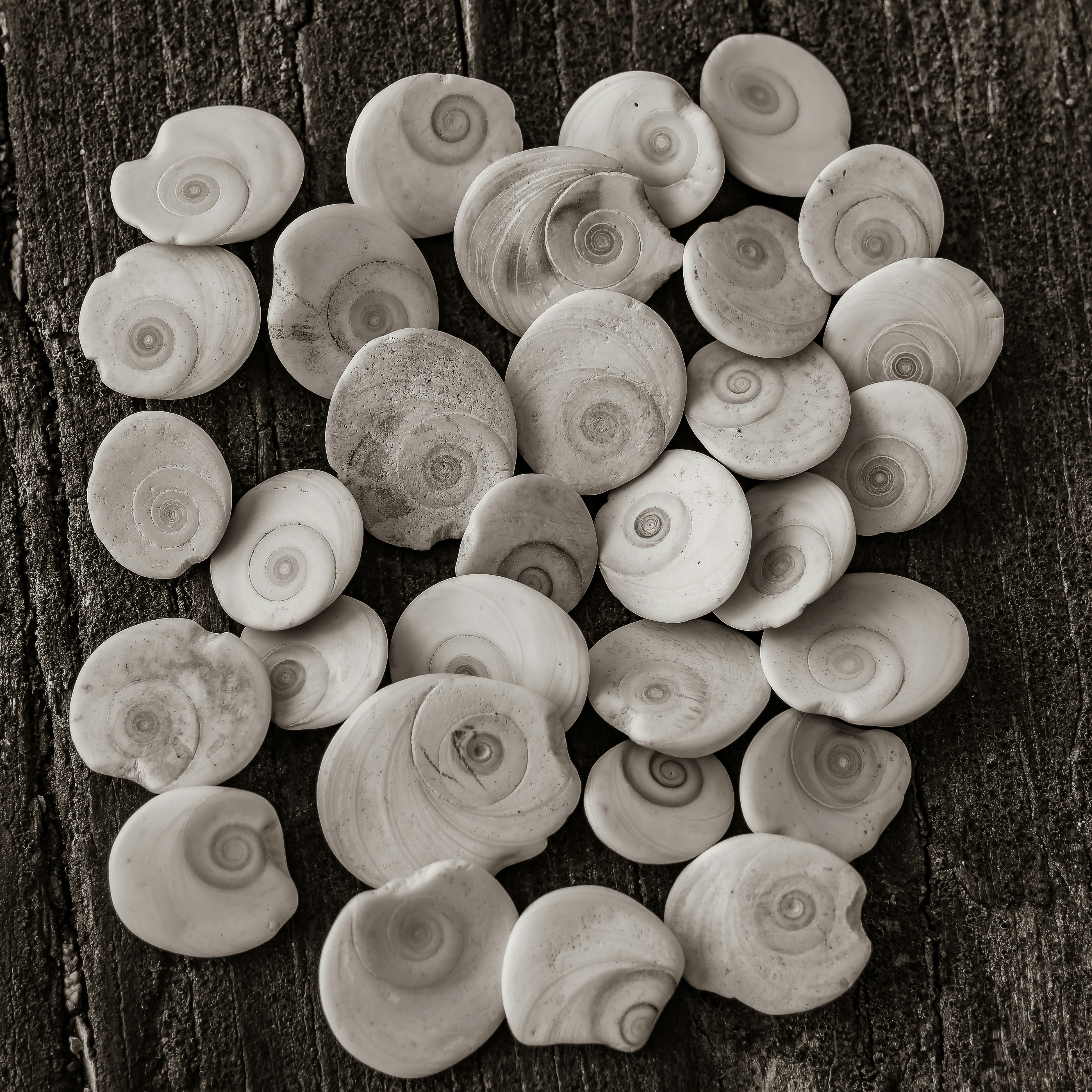 Photo by sschusterphotoart