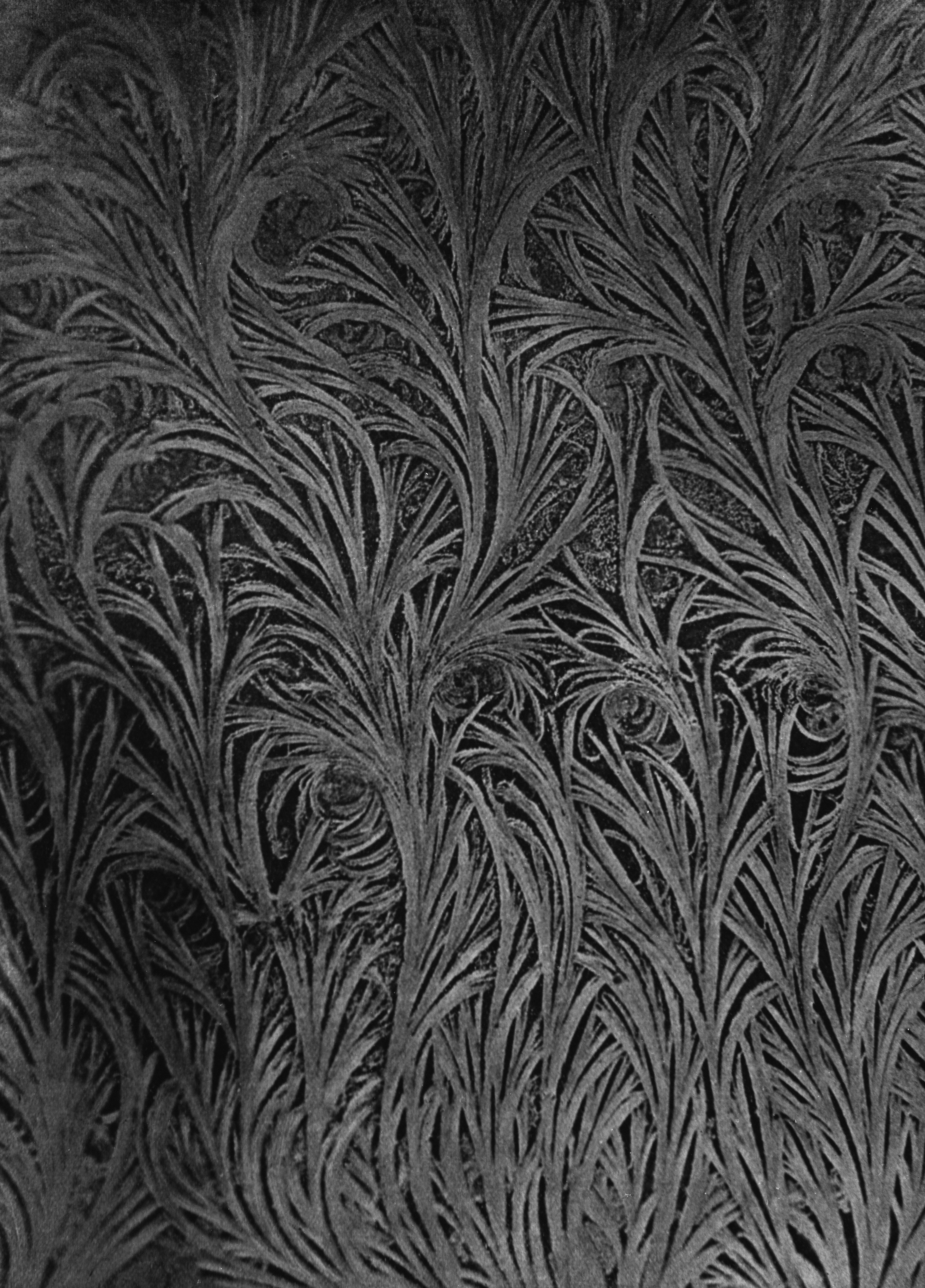 Intricate Frost Patterns on a Window