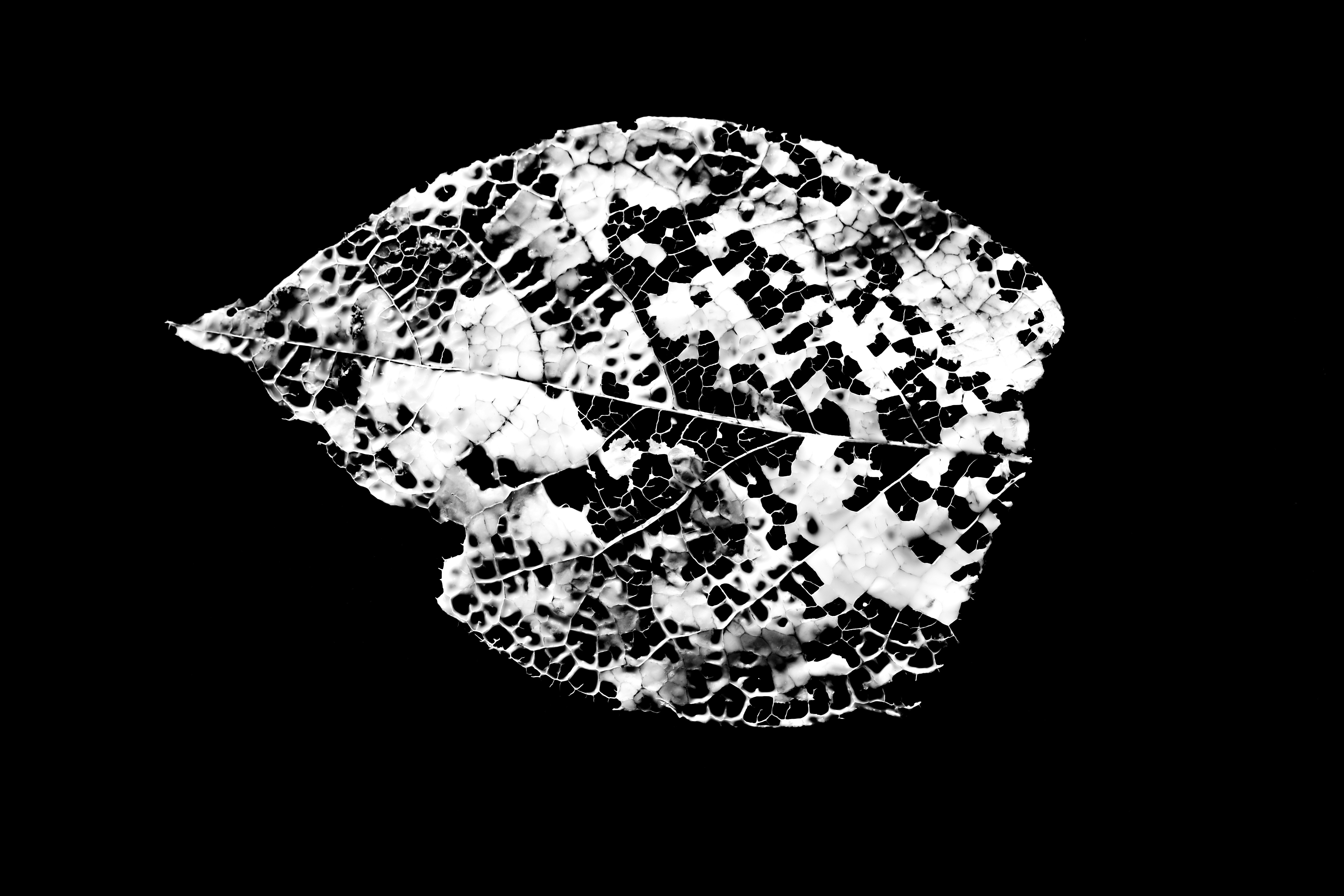 Photo by sschusterphotoart