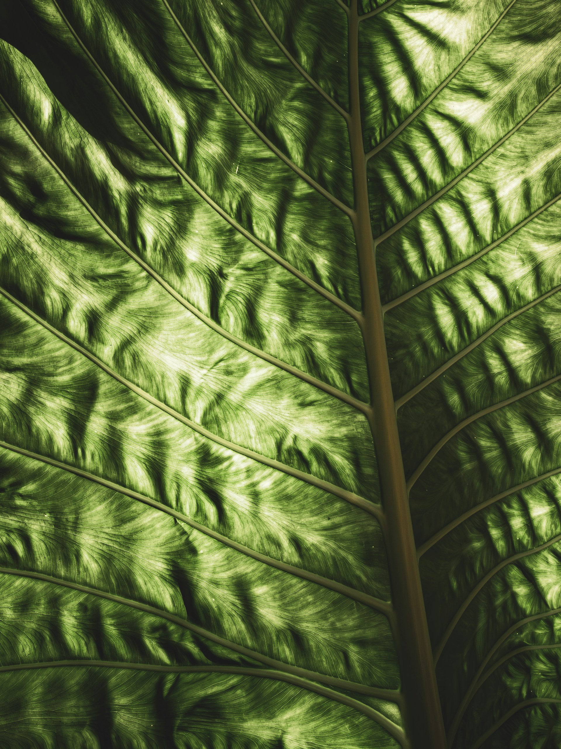 Close-up of a large, textured green leaf