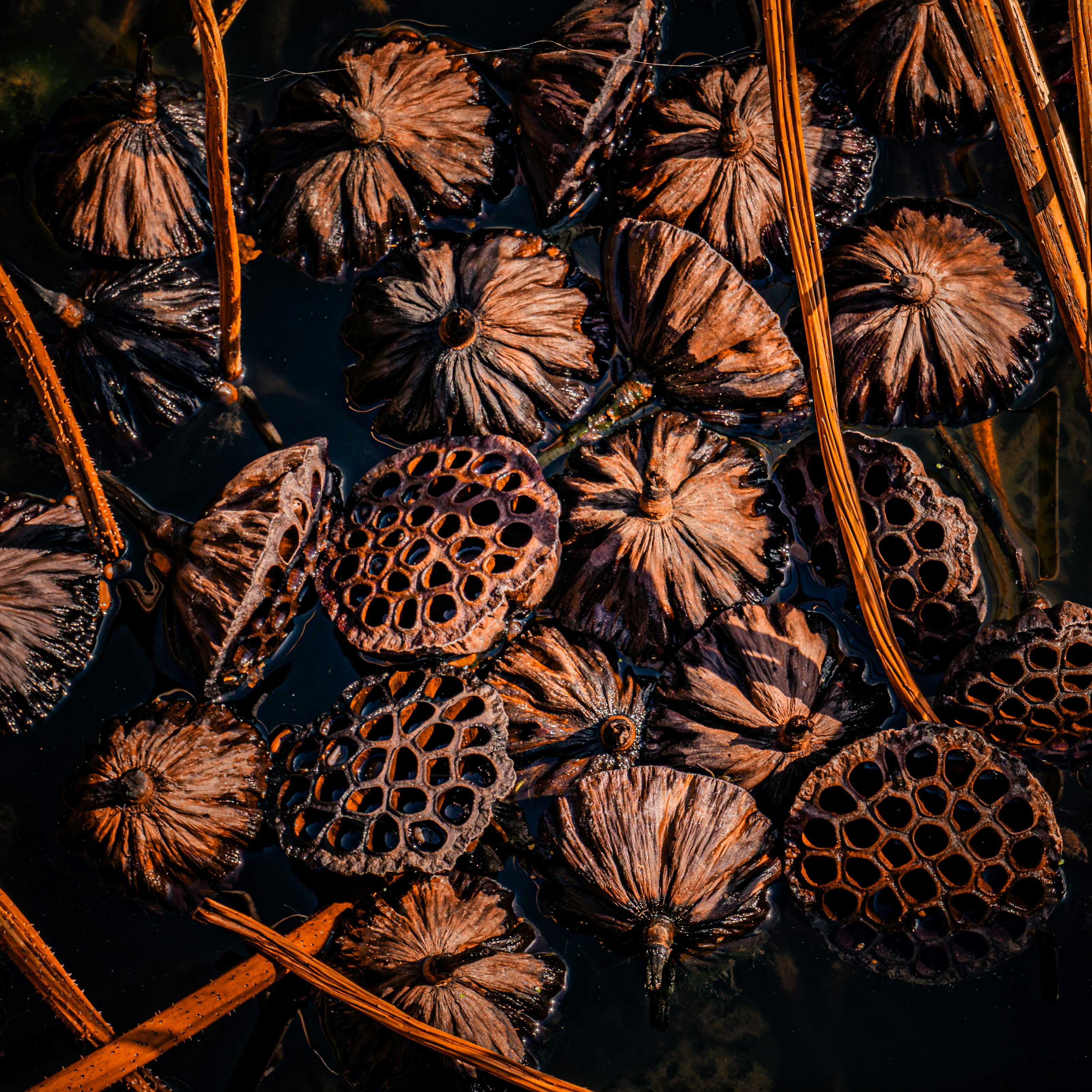 lotus seeds wallpaper, wallpaper, Biji Teratai: Camilan Sehat dengan Segudang Manfaat 3