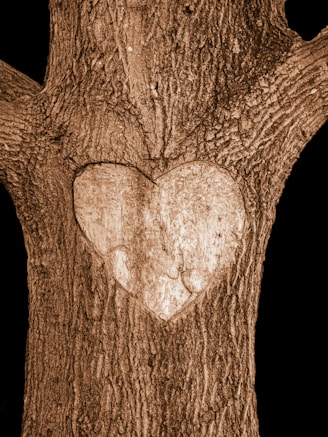Heart carved into a tree trunk