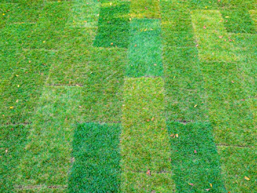 Patterned green grass with varying shades of green.