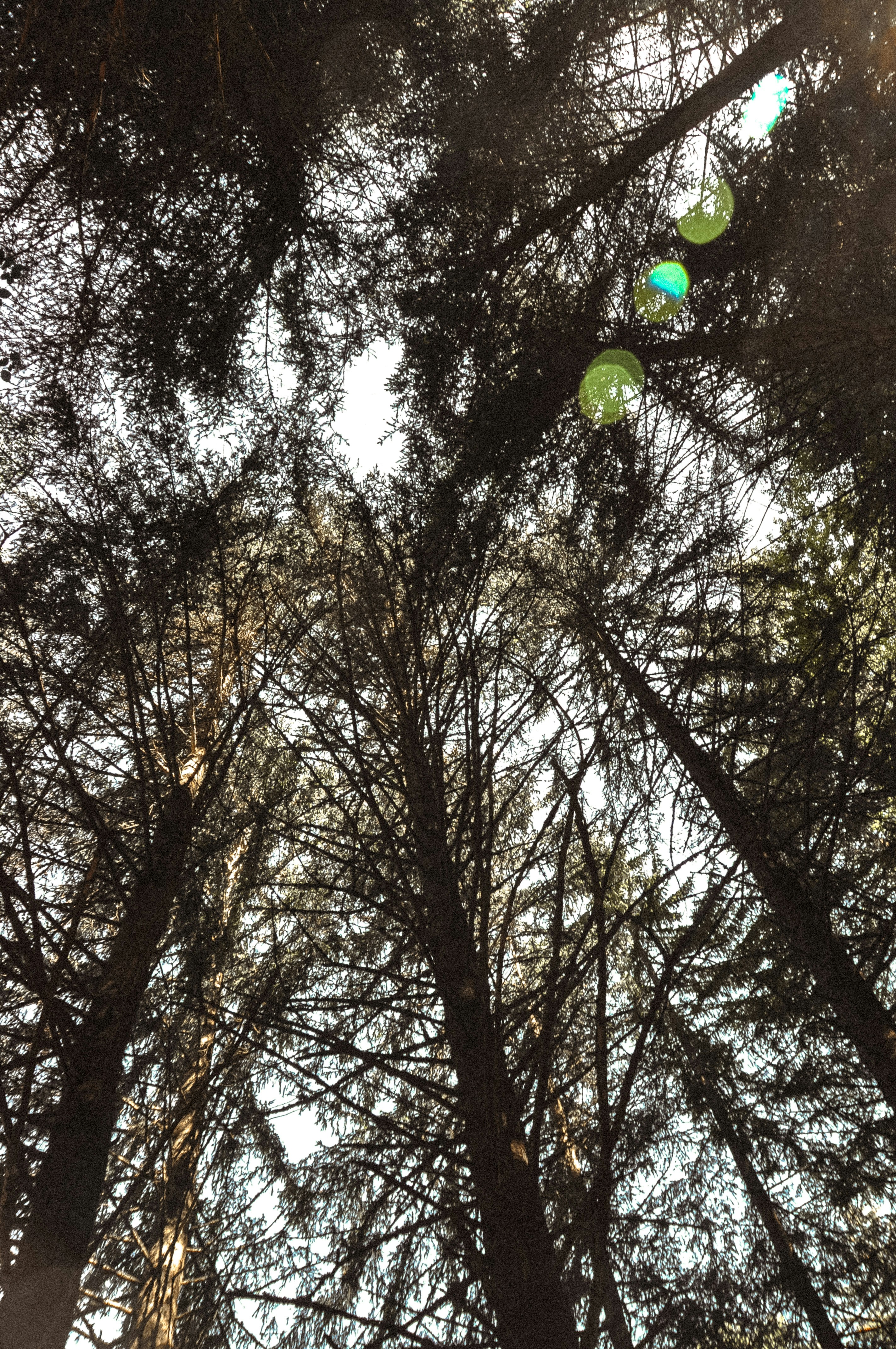 Looking up through tall pine trees towards the sky.