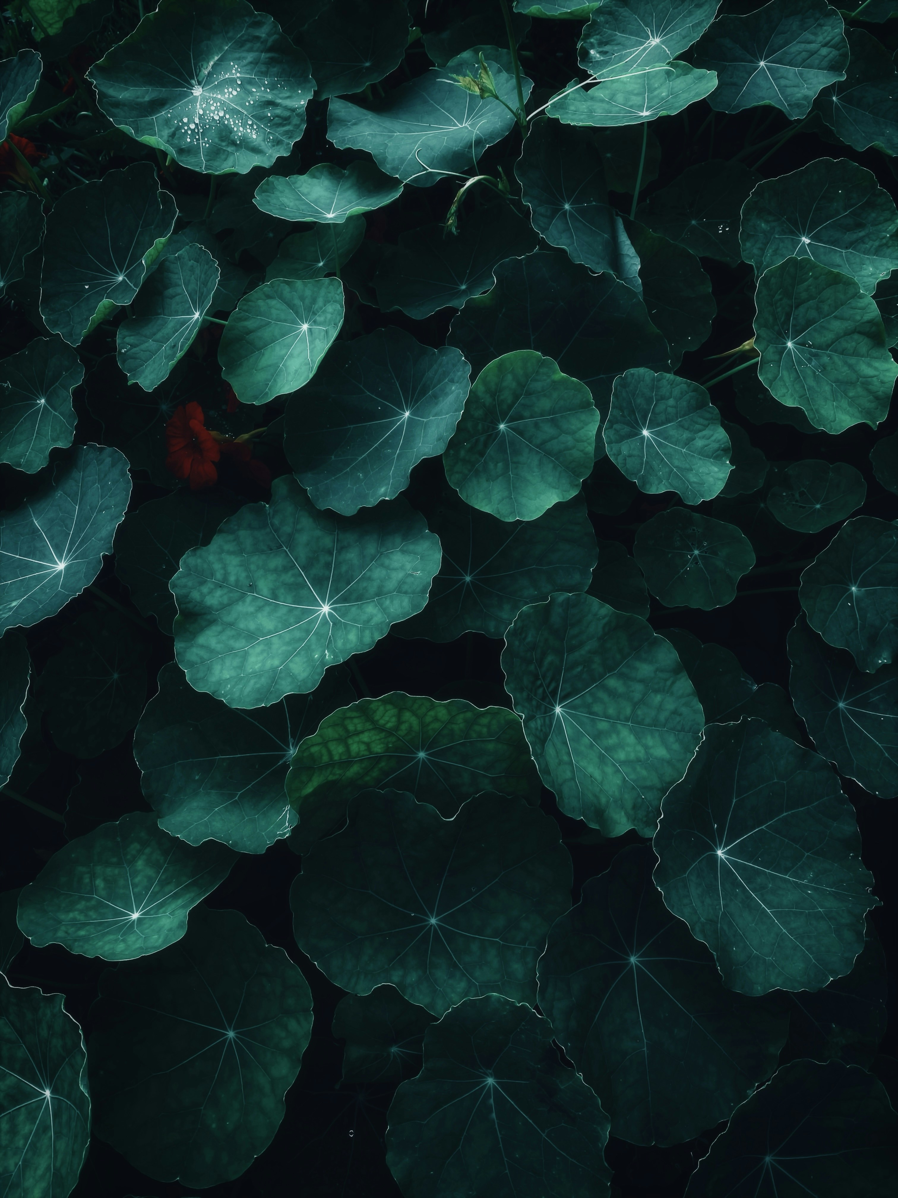 Dark green round leaves with visible veins