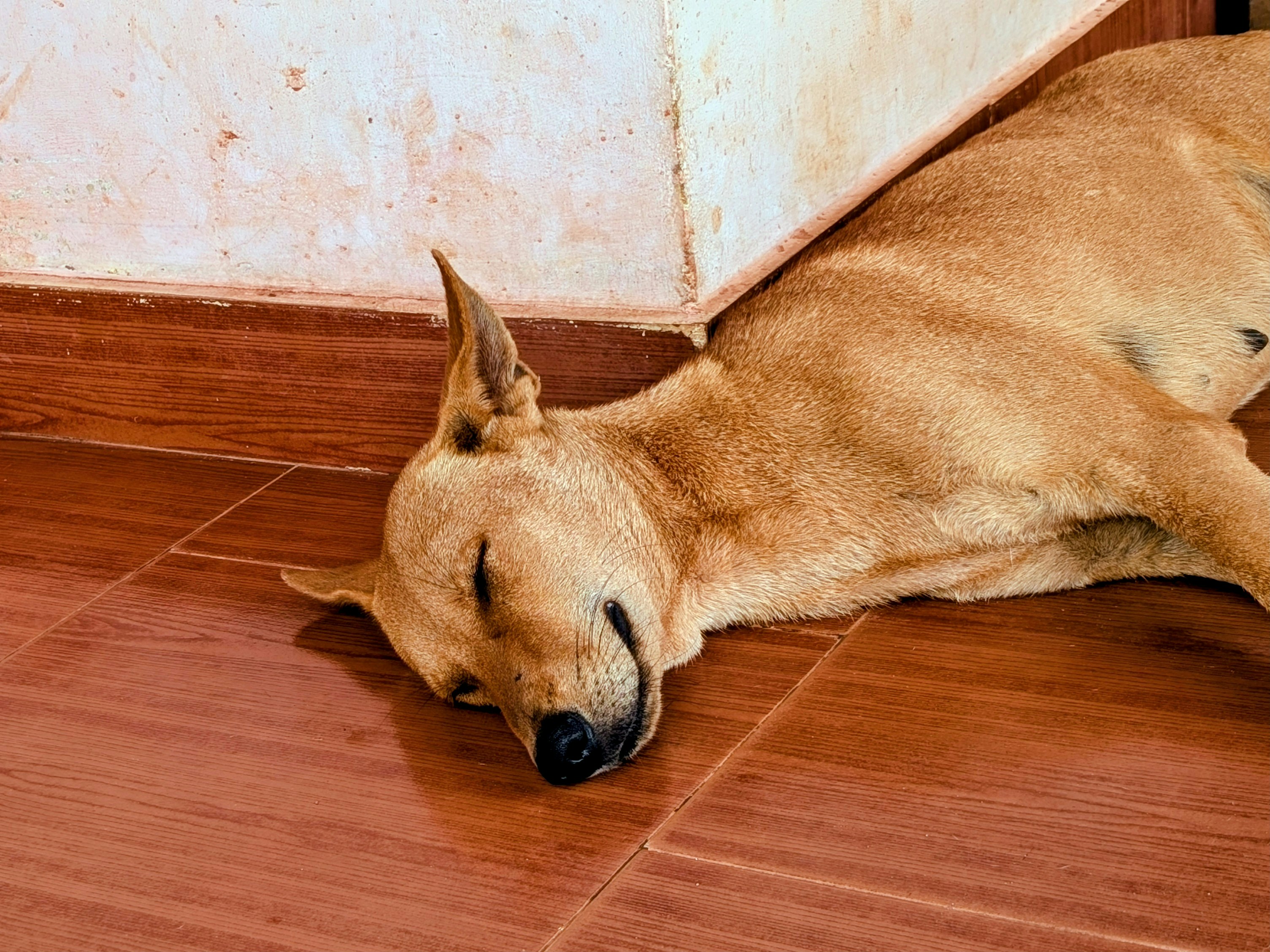 happy dog lying on a clean floor - affordable eco friendly cleaning service in colorado springs, co