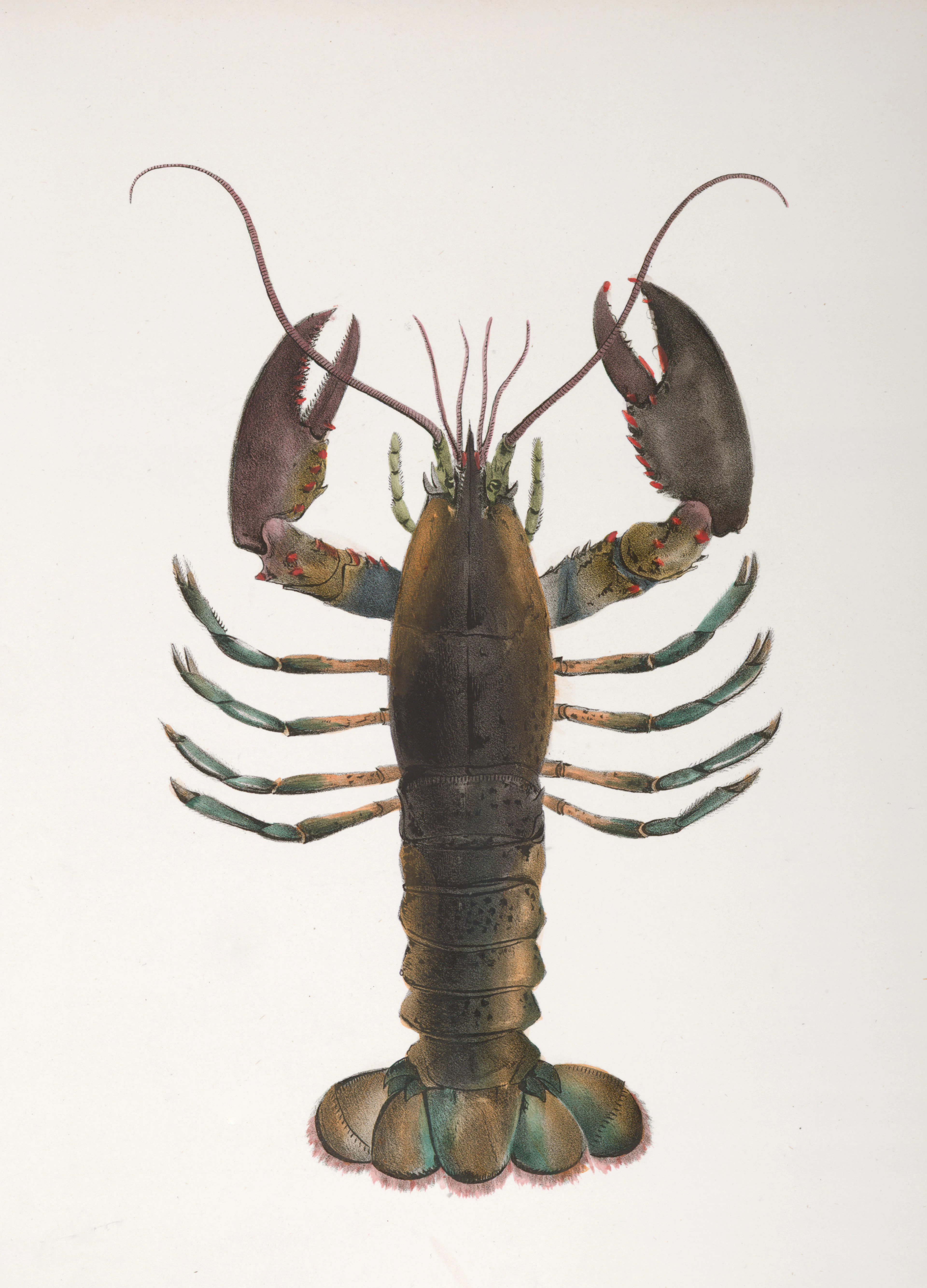Jordan Peterson's Lobsters and Why Socialism Fails