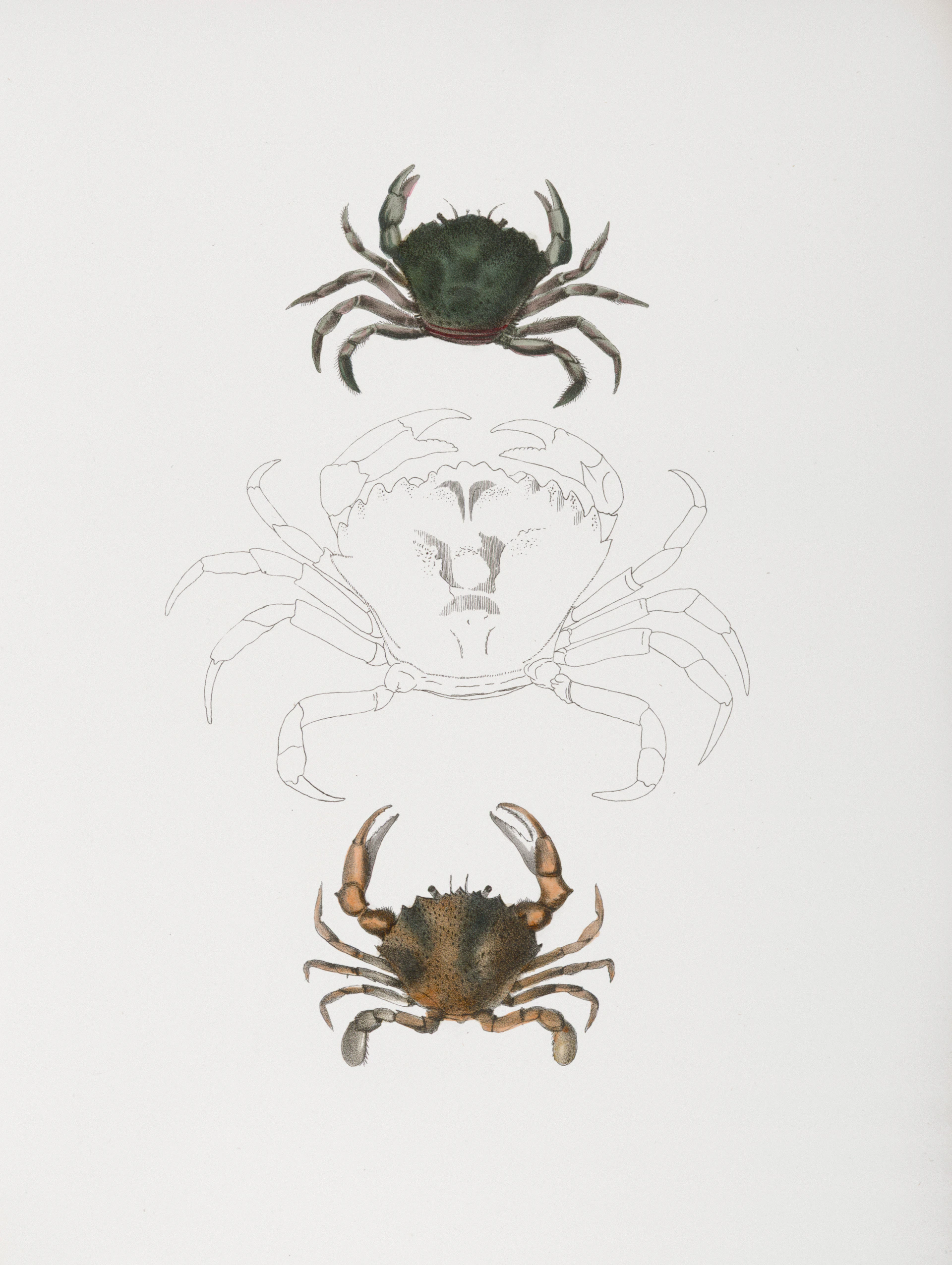 Three crabs shown in a vertical line