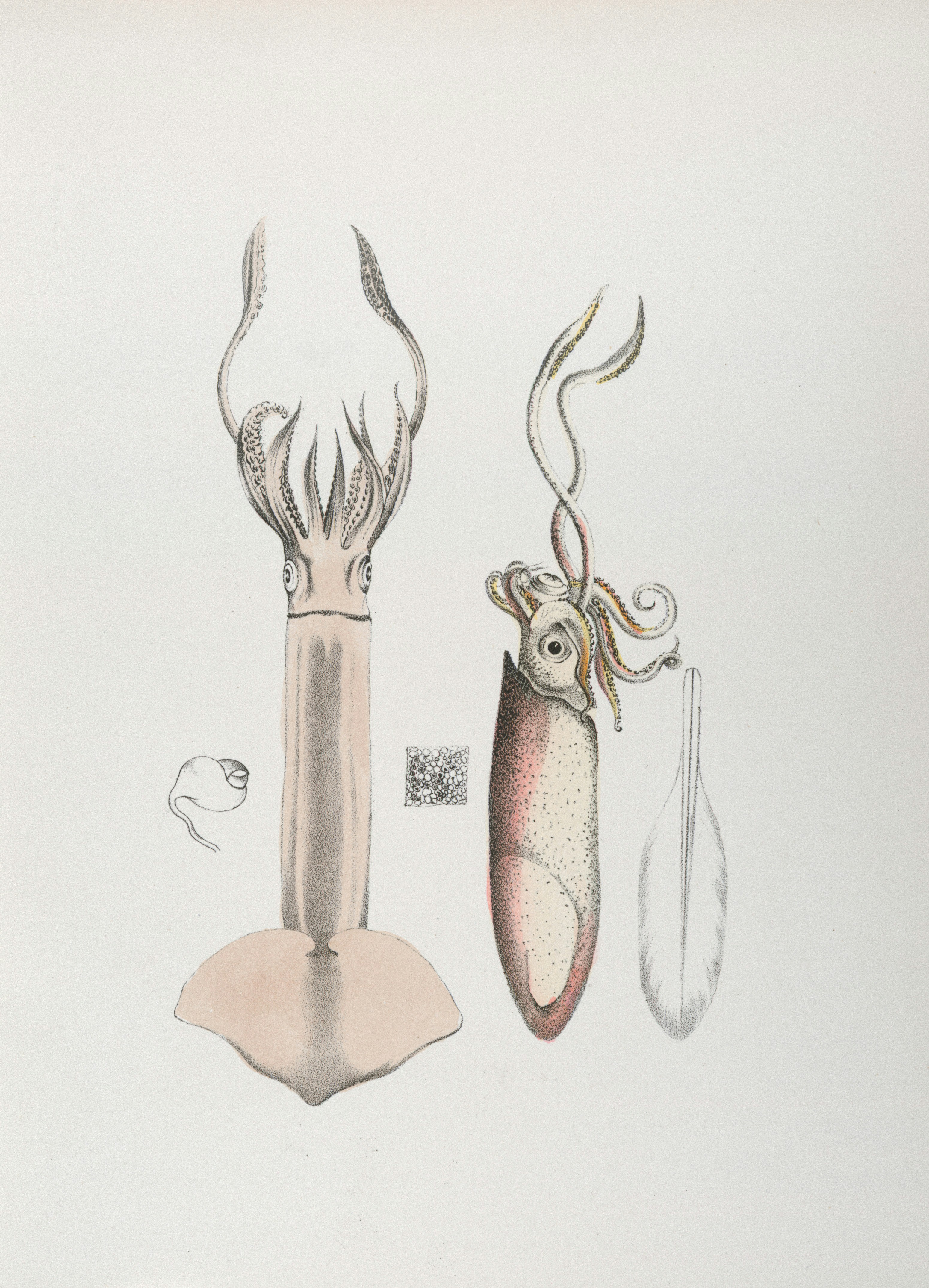 Diagram showing the anatomy of a squid