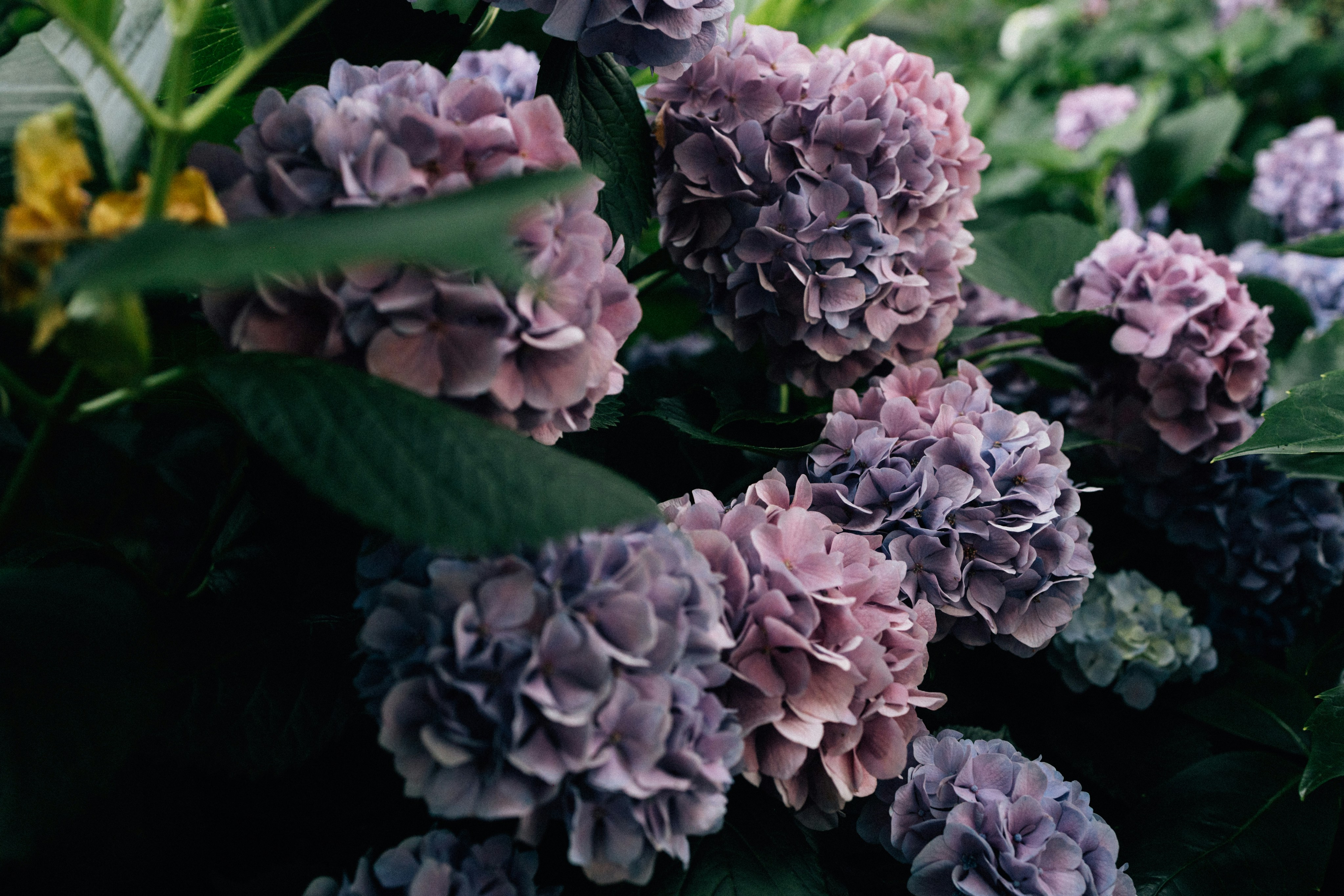 Photo by tsuyoshikozu