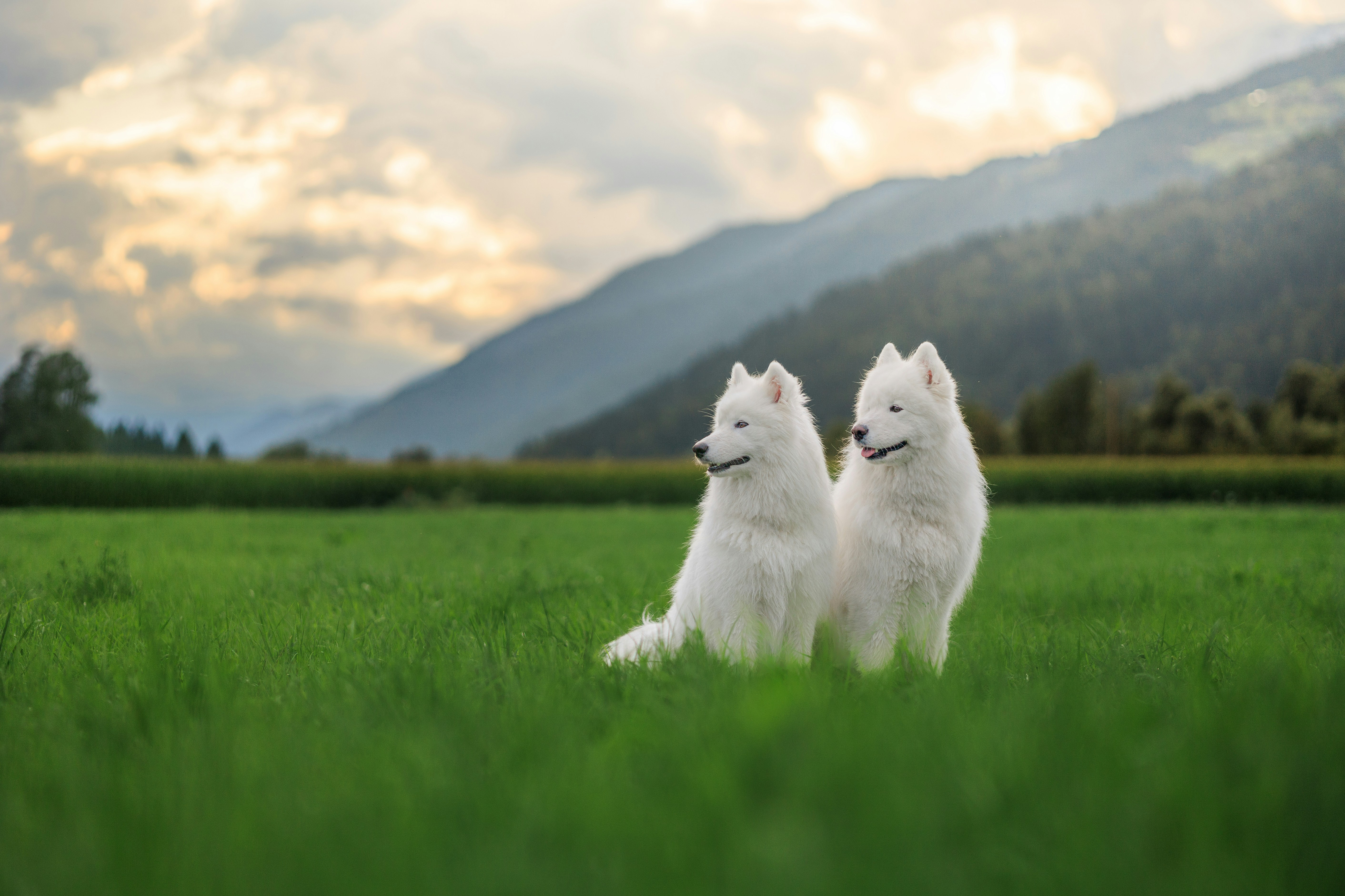 Two white dogs sitting in a green field with mountains.