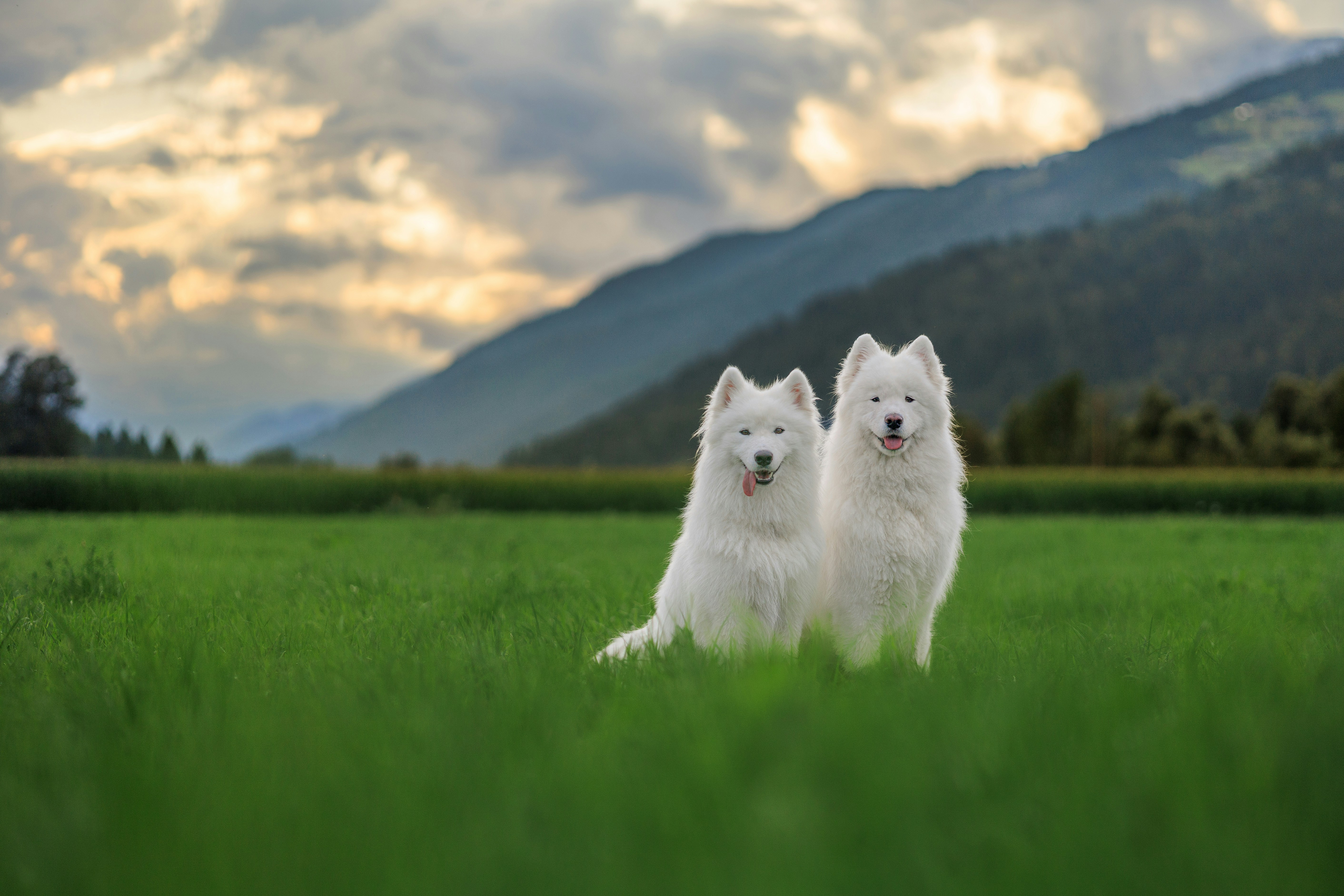 dog hiking wallpaper, wallpaper, Hiking with Dogs: Essential Gear Checklist 5