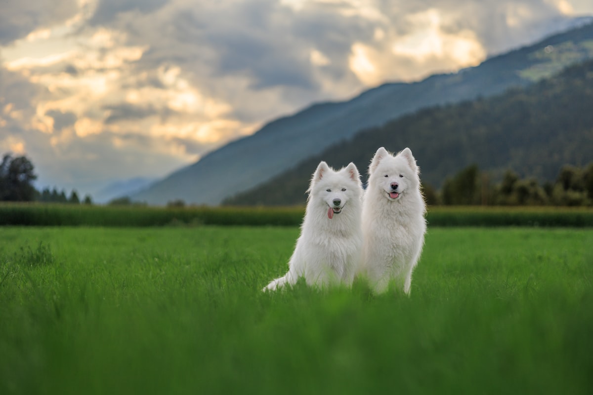 Dog wearing outdoor coat