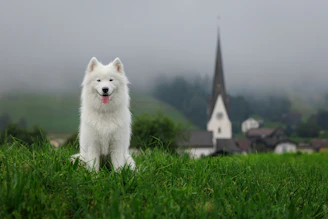 White fluffy dog sits in green grass with church background