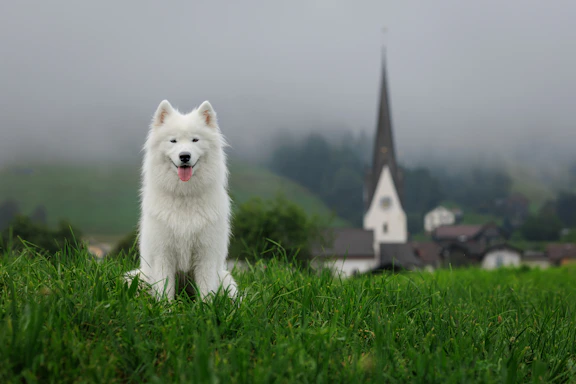 White fluffy dog sits in green grass with church background