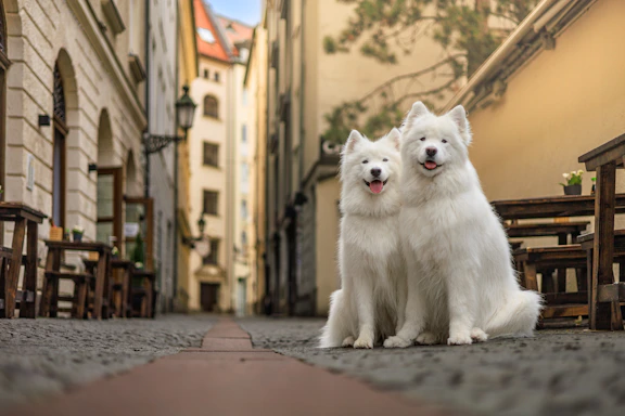 Two fluffy white dogs sit on a cobblestone street.