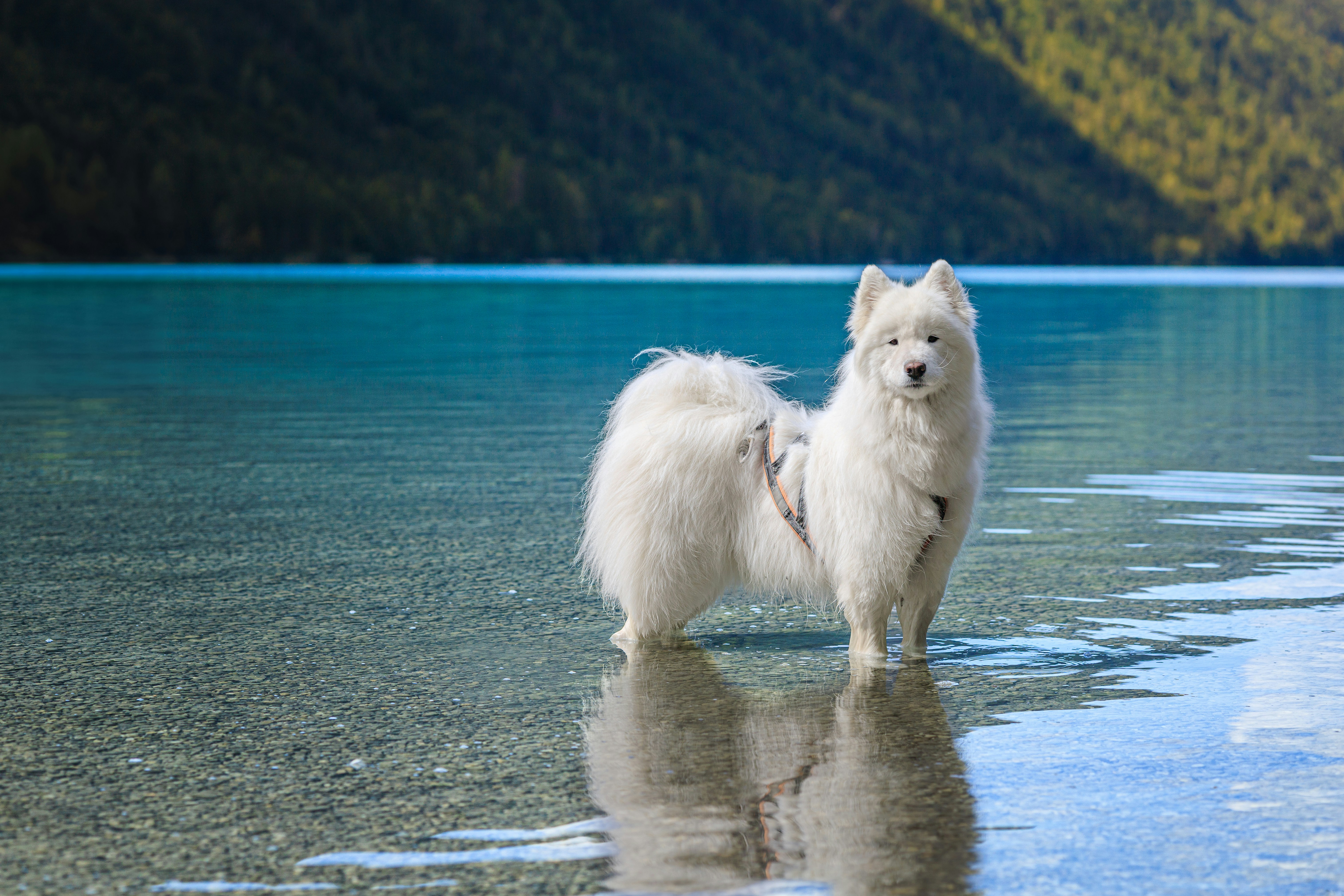 Photo by barcstamaas