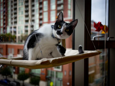 Black and white cat sits on a window perch.