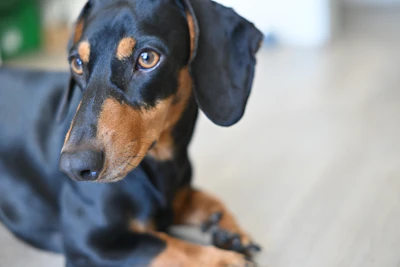 Black and tan dachshund dog lying down indoors.