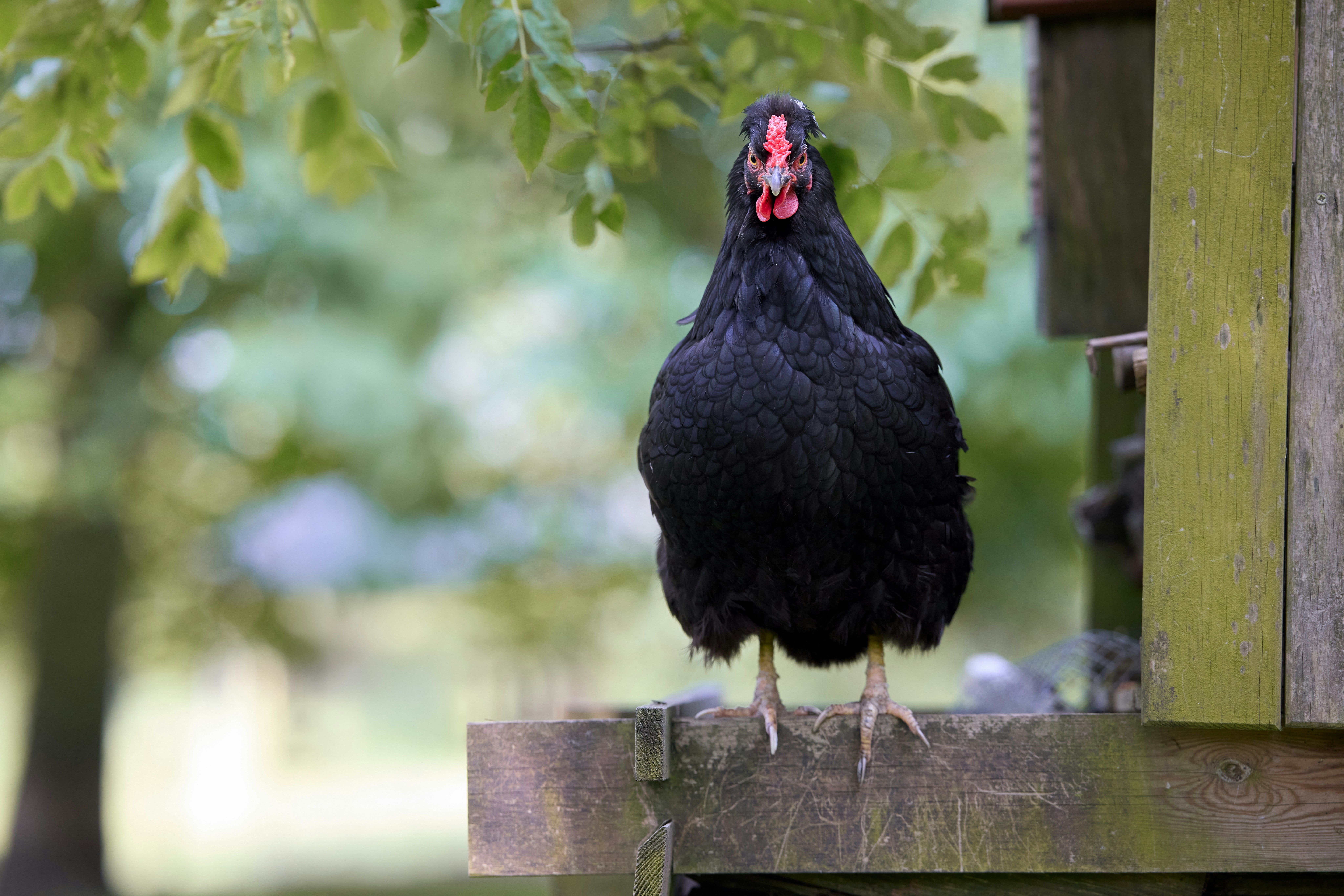 목조 구조물 위에 앉은 검은 닭. 사진 – Unsplash의 무료 이미지, image size:3000x2001
