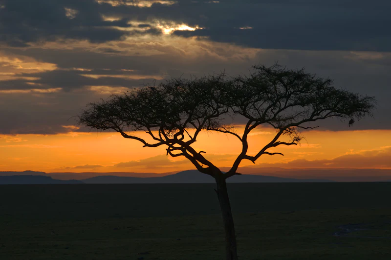 Acacia tree silhouetted against the African dawn in the Maasai Mara.