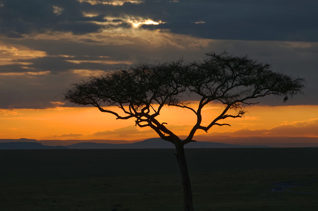 Acacia tree at dawn in the Maasai Mara, Kenya