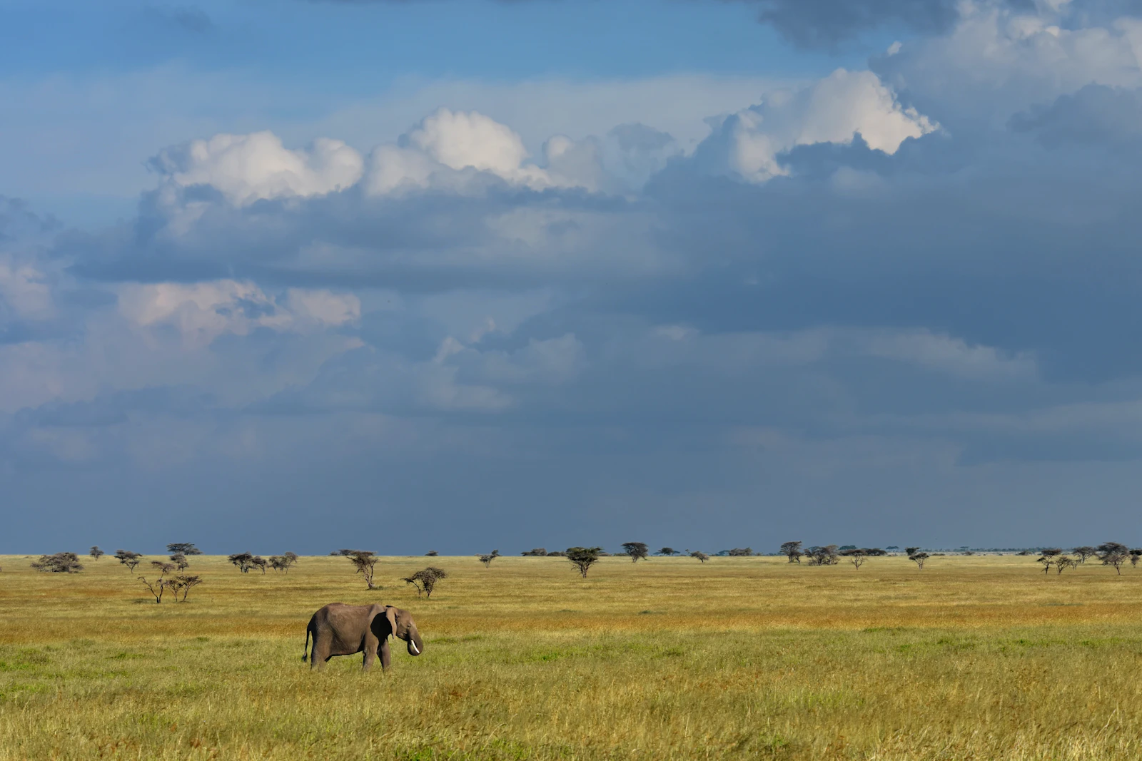 Singita Sabora Tented Camp: Canvas Luxury on the Serengeti Plains