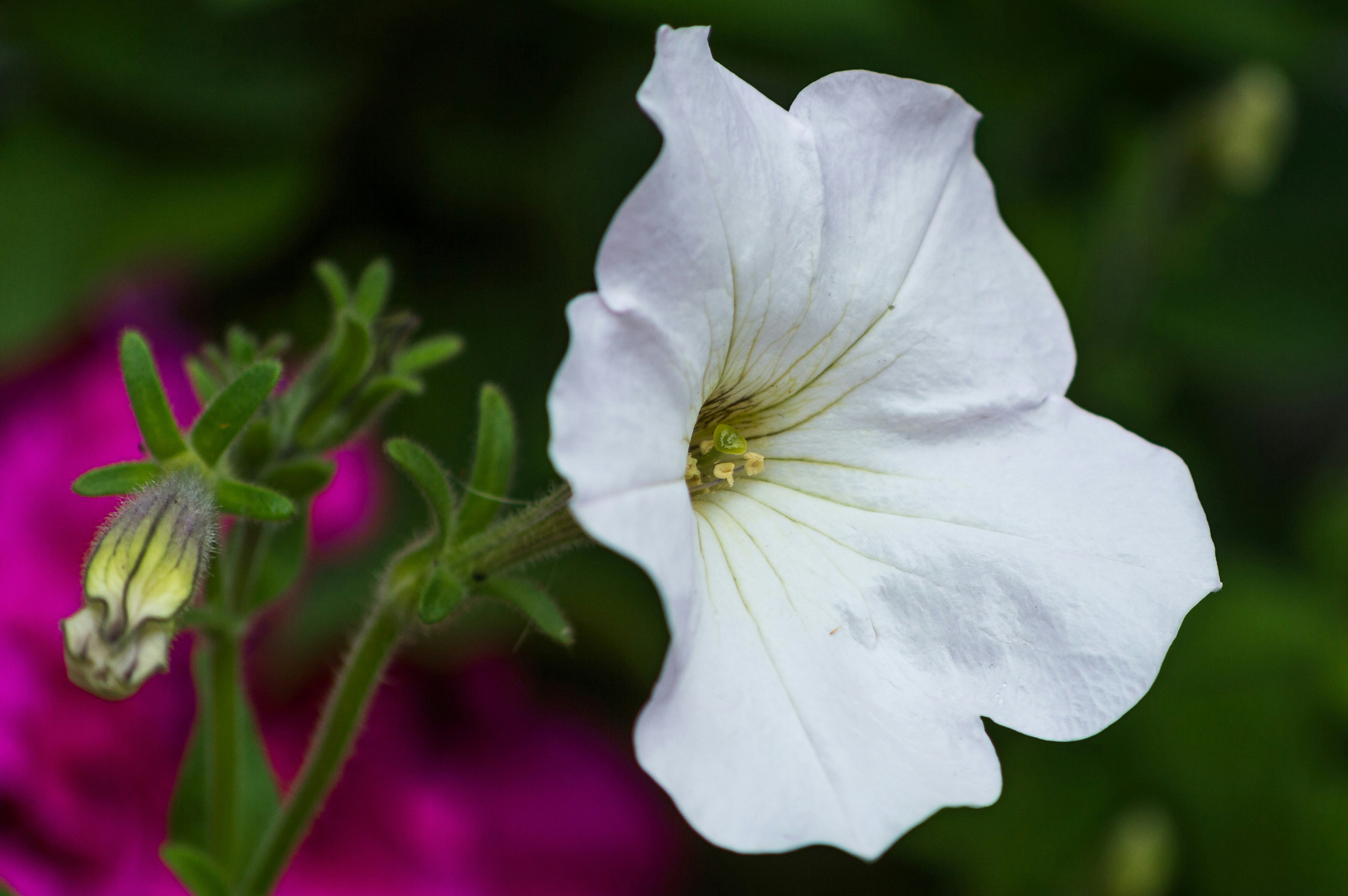 Photo by aaronmridhaphotography