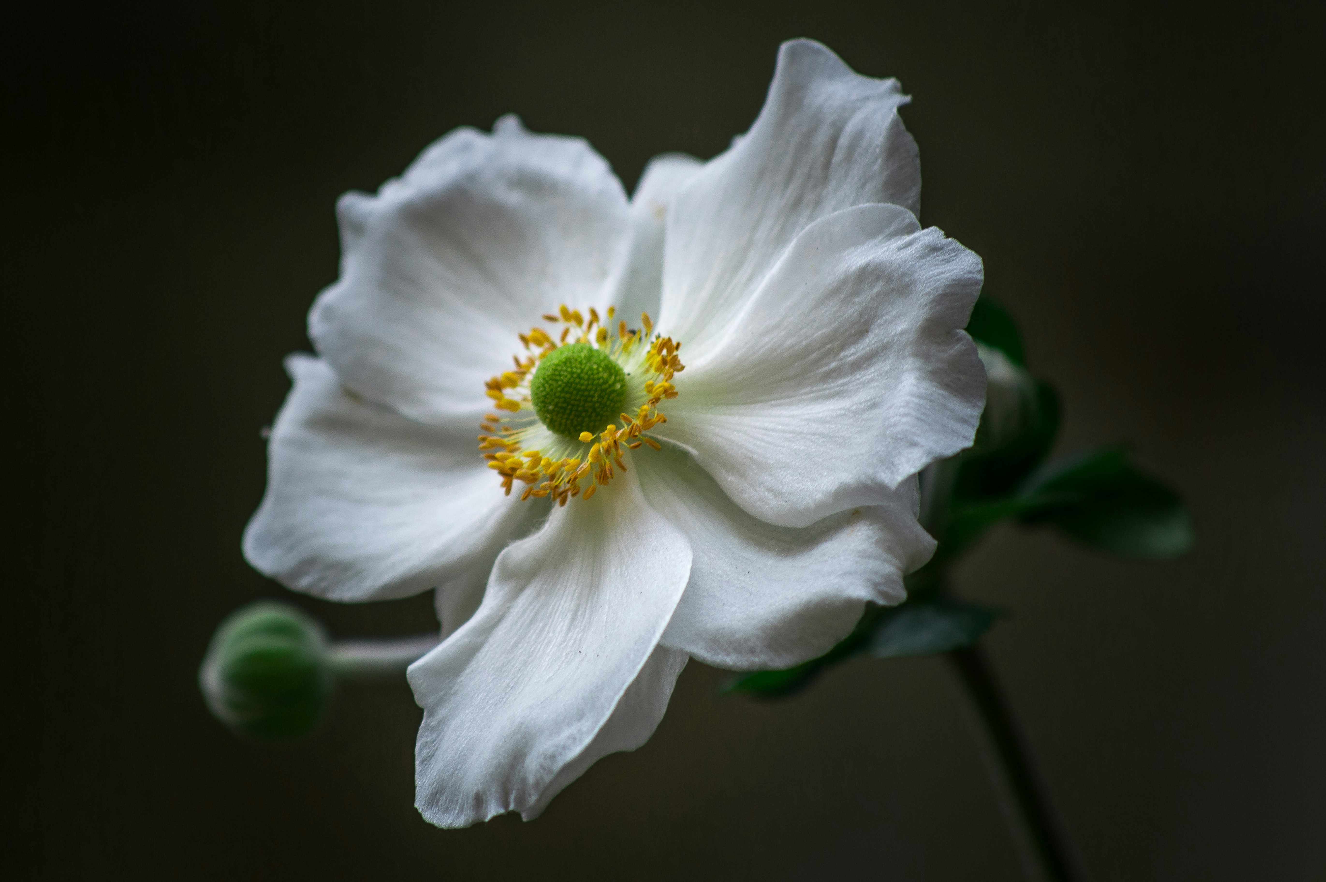 Photo by aaronmridhaphotography